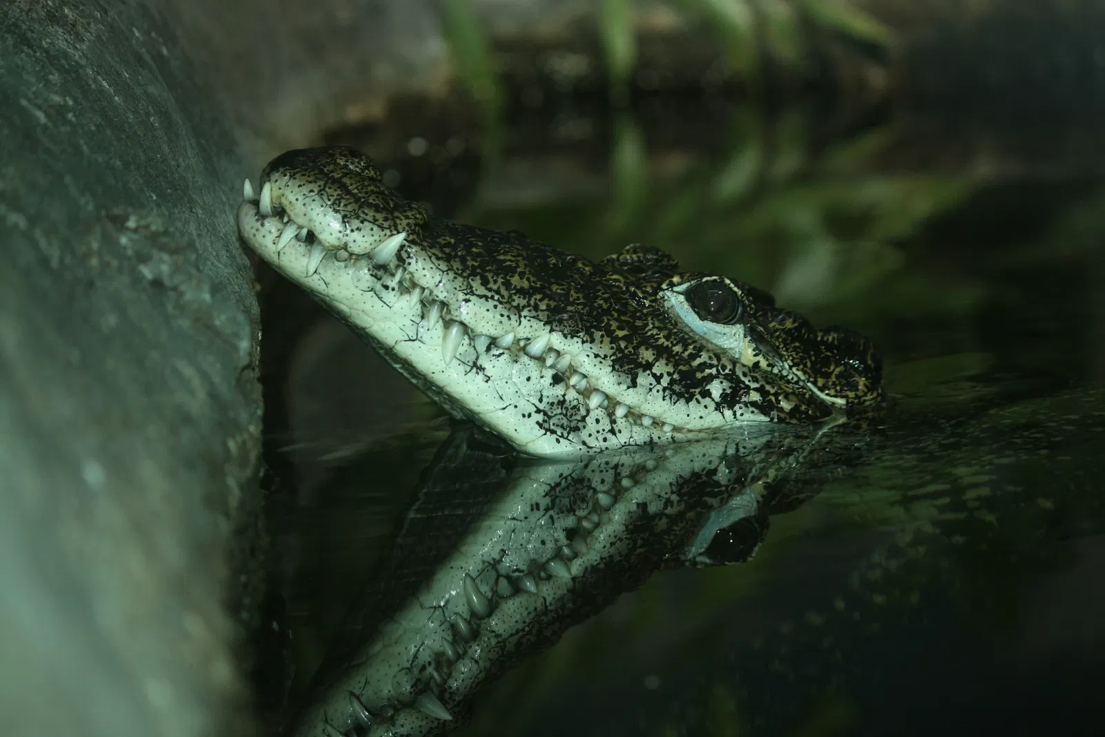 Louisville Zoological Garden