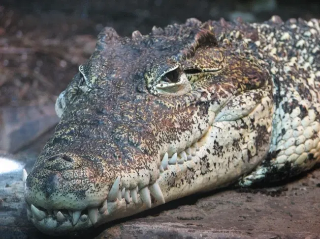 Louisville Zoological Garden