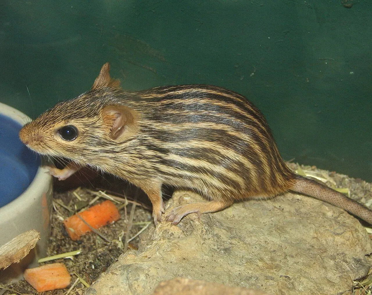 Louisville Zoological Garden