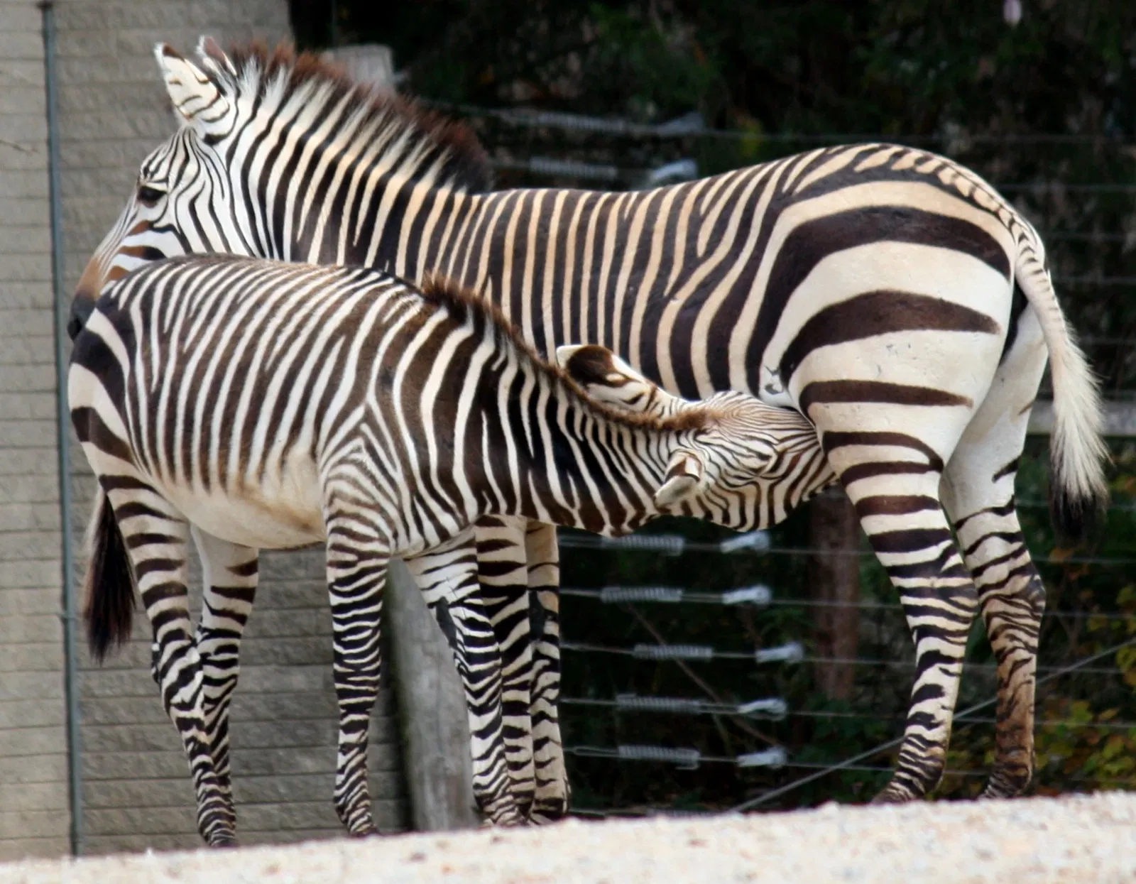 Louisville Zoological Garden