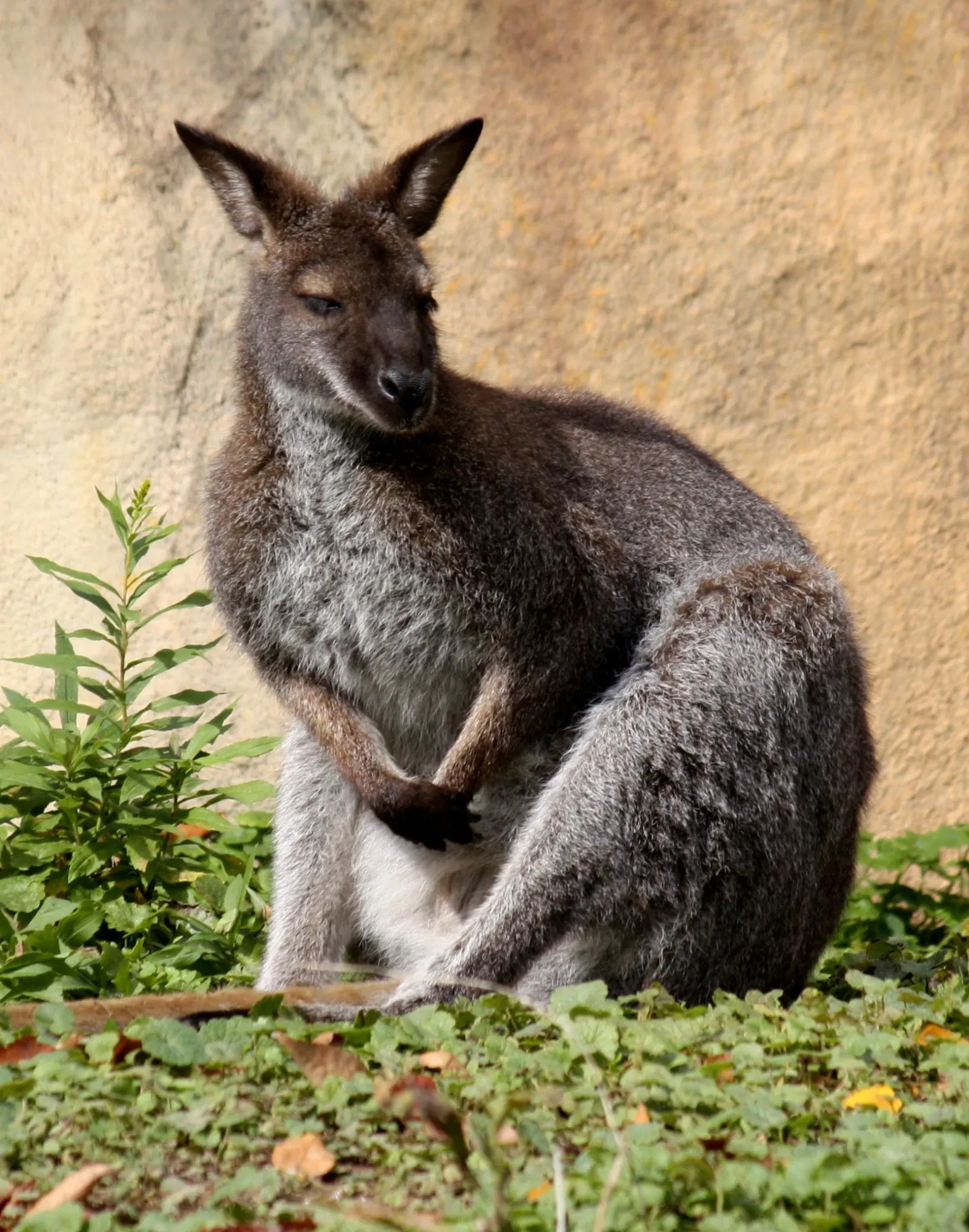 Louisville Zoological Garden