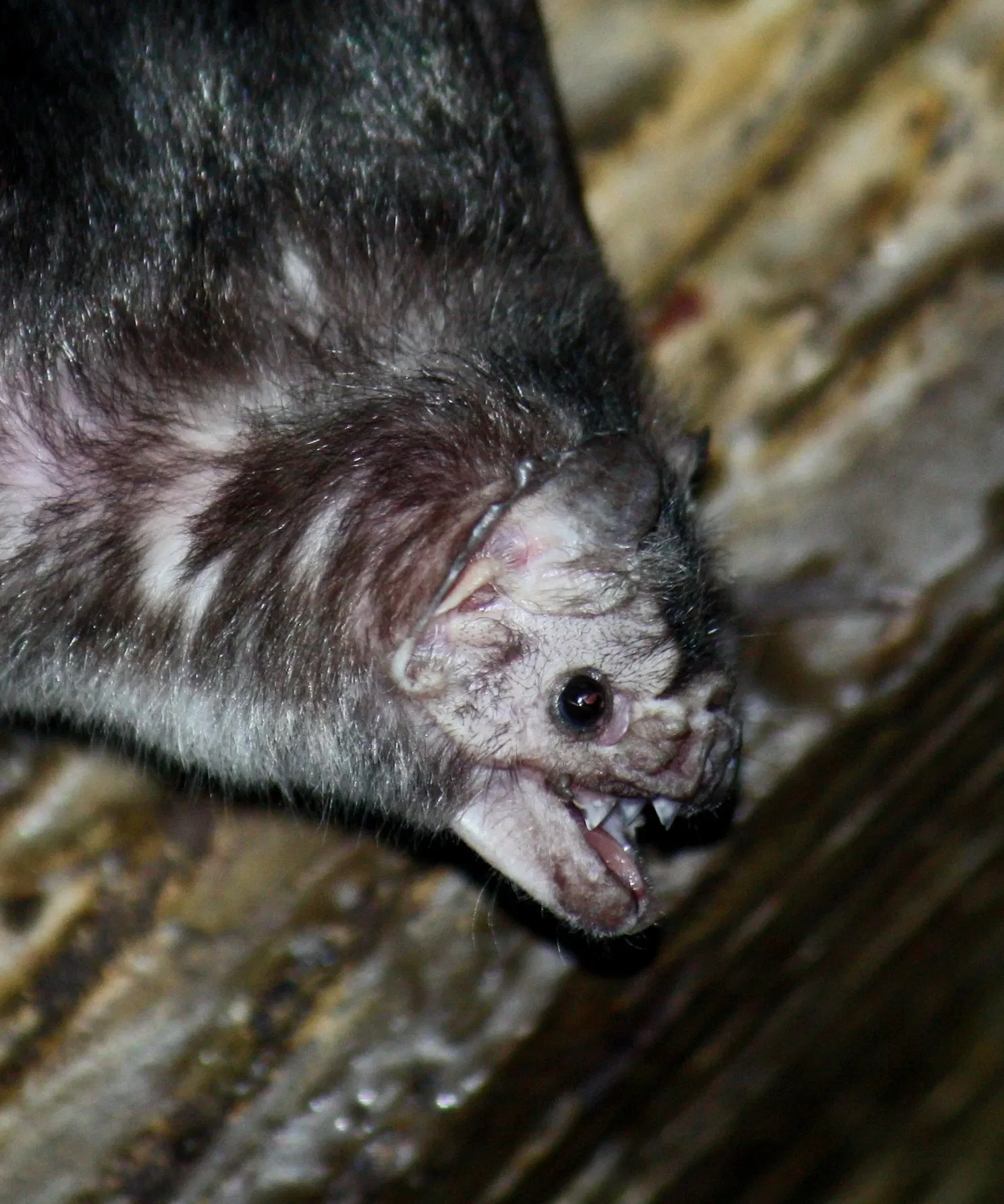 Louisville Zoological Garden