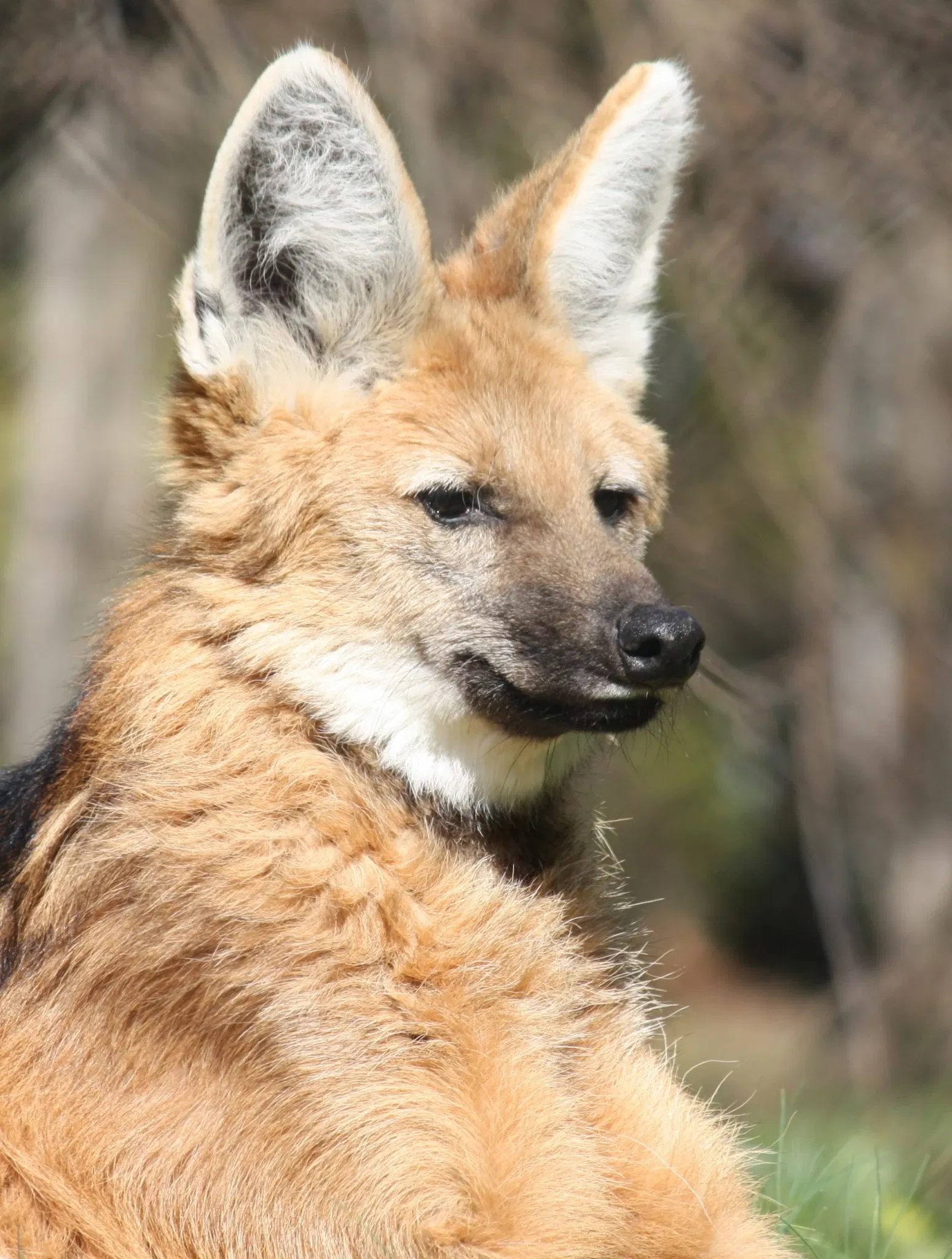 Louisville Zoological Garden