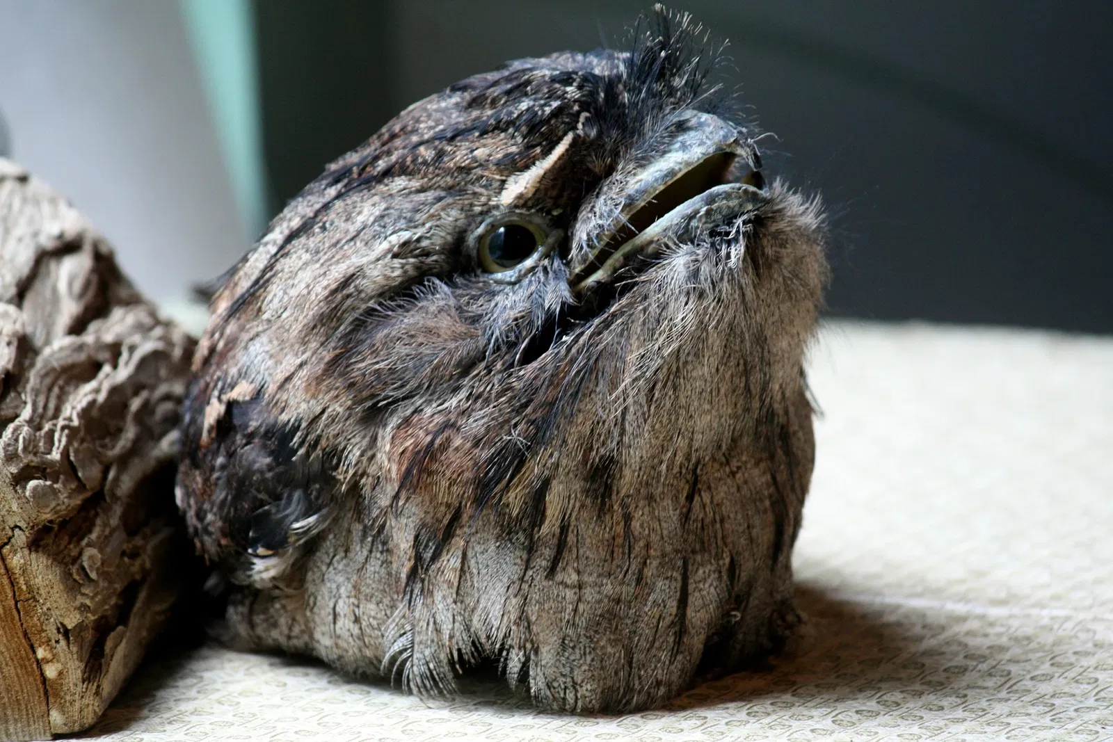 Louisville Zoological Garden