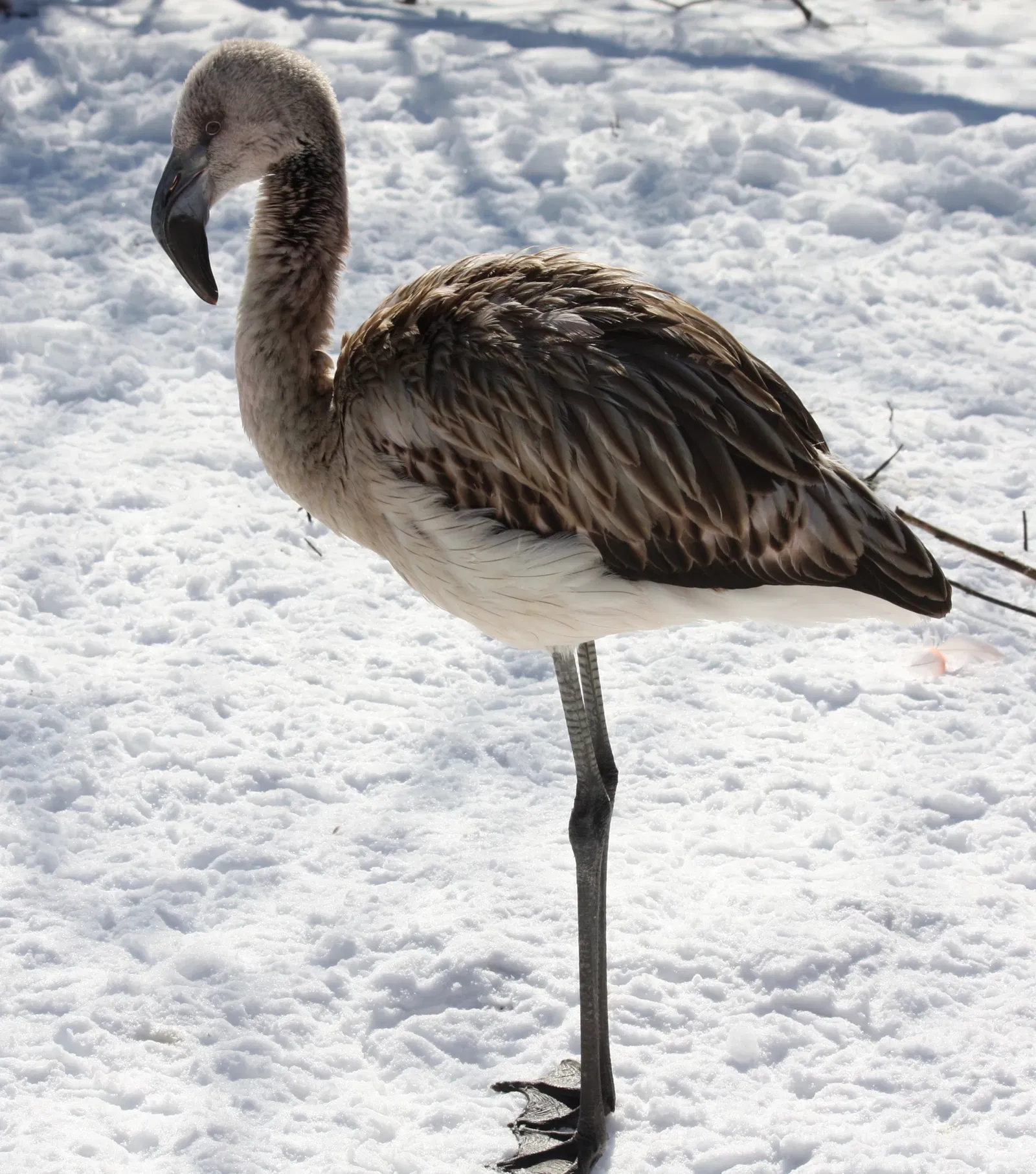 Louisville Zoological Garden
