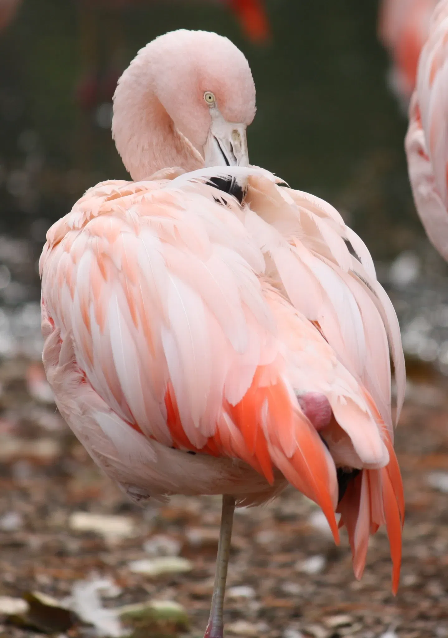 Louisville Zoological Garden