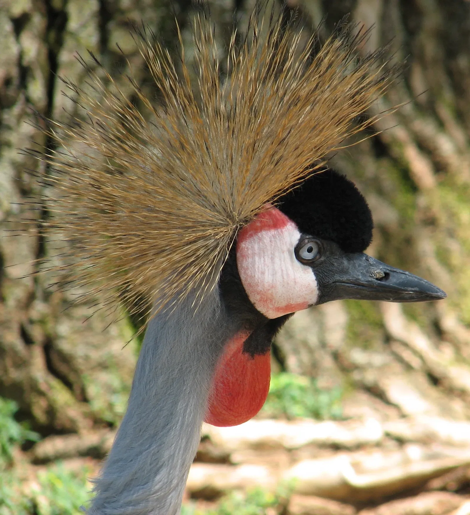 Louisville Zoological Garden