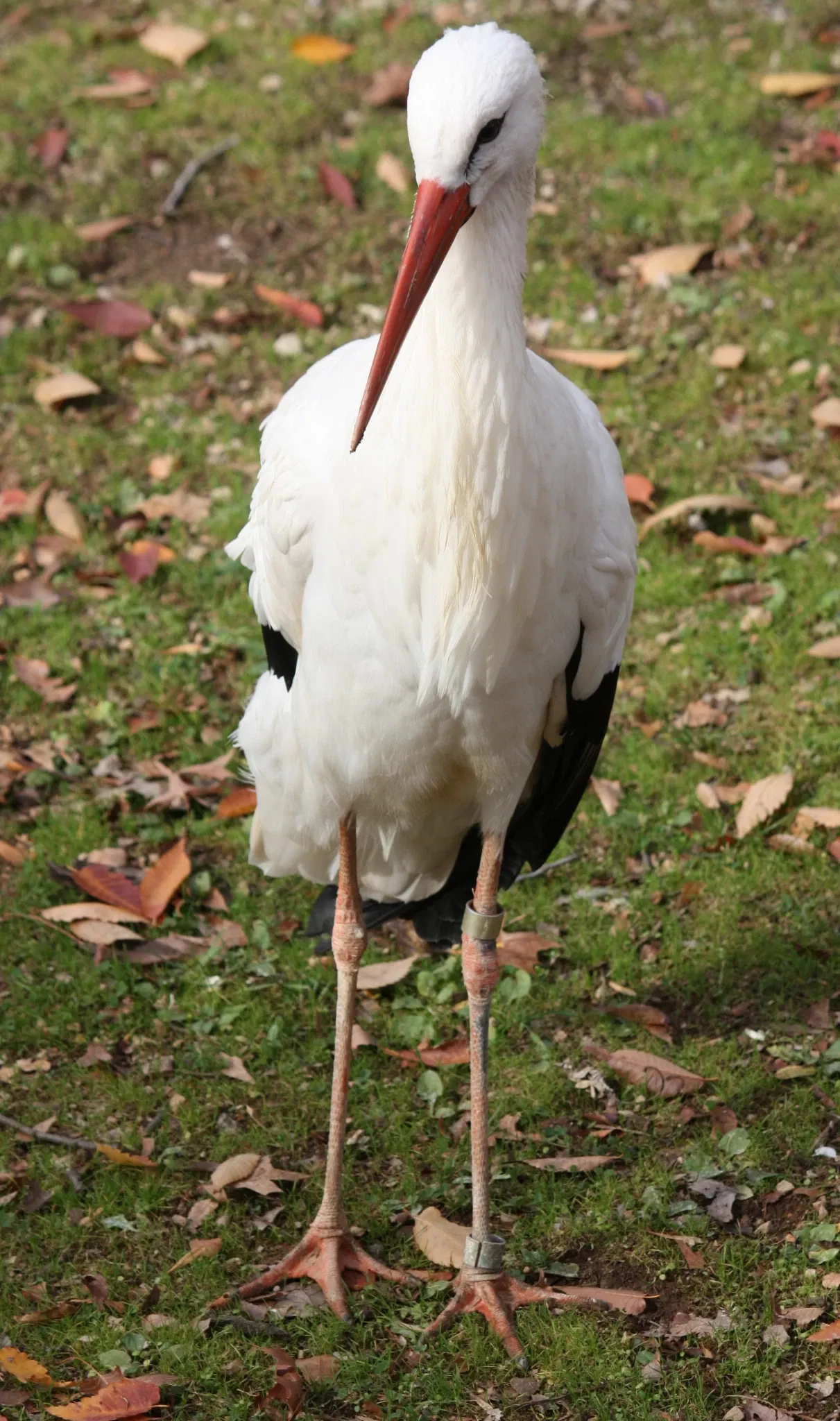 Louisville Zoological Garden