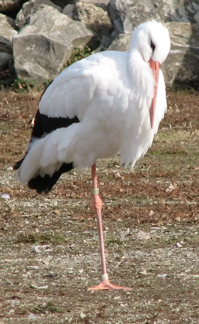 Louisville Zoological Garden