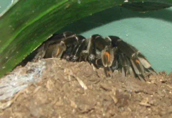 Louisville Zoological Garden