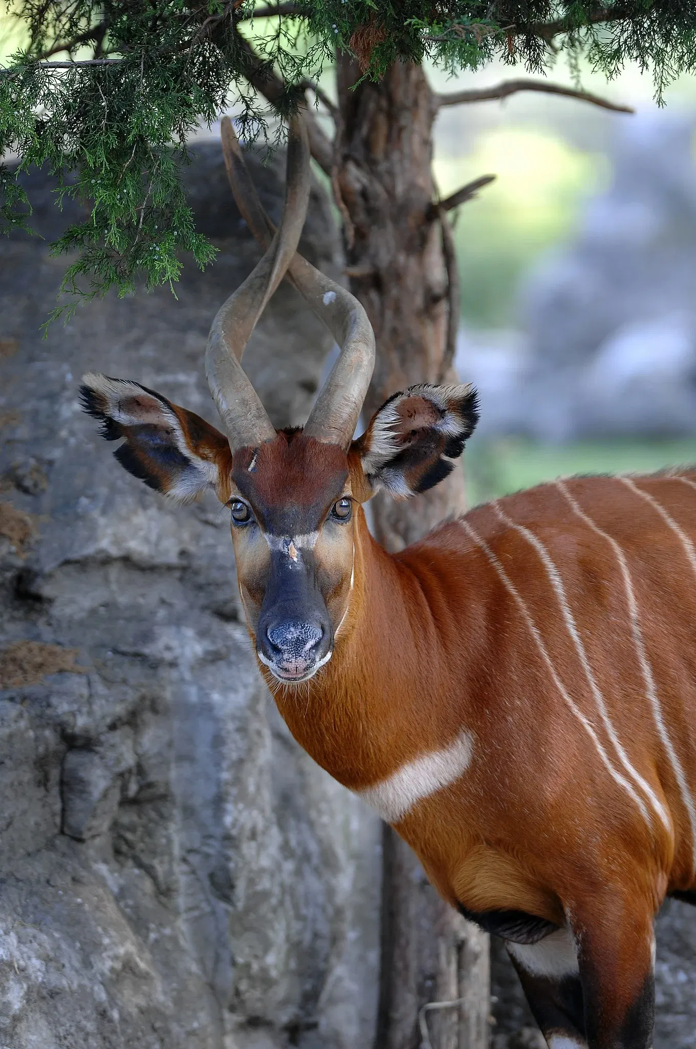 Louisville Zoological Garden