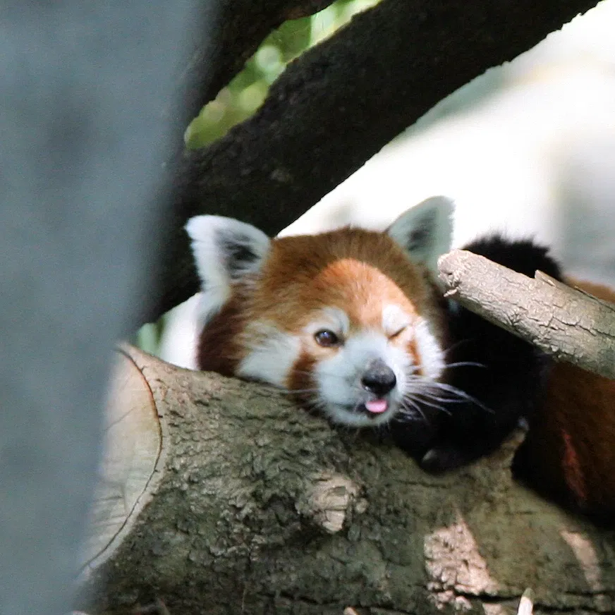 Dierentuin van Sacramento