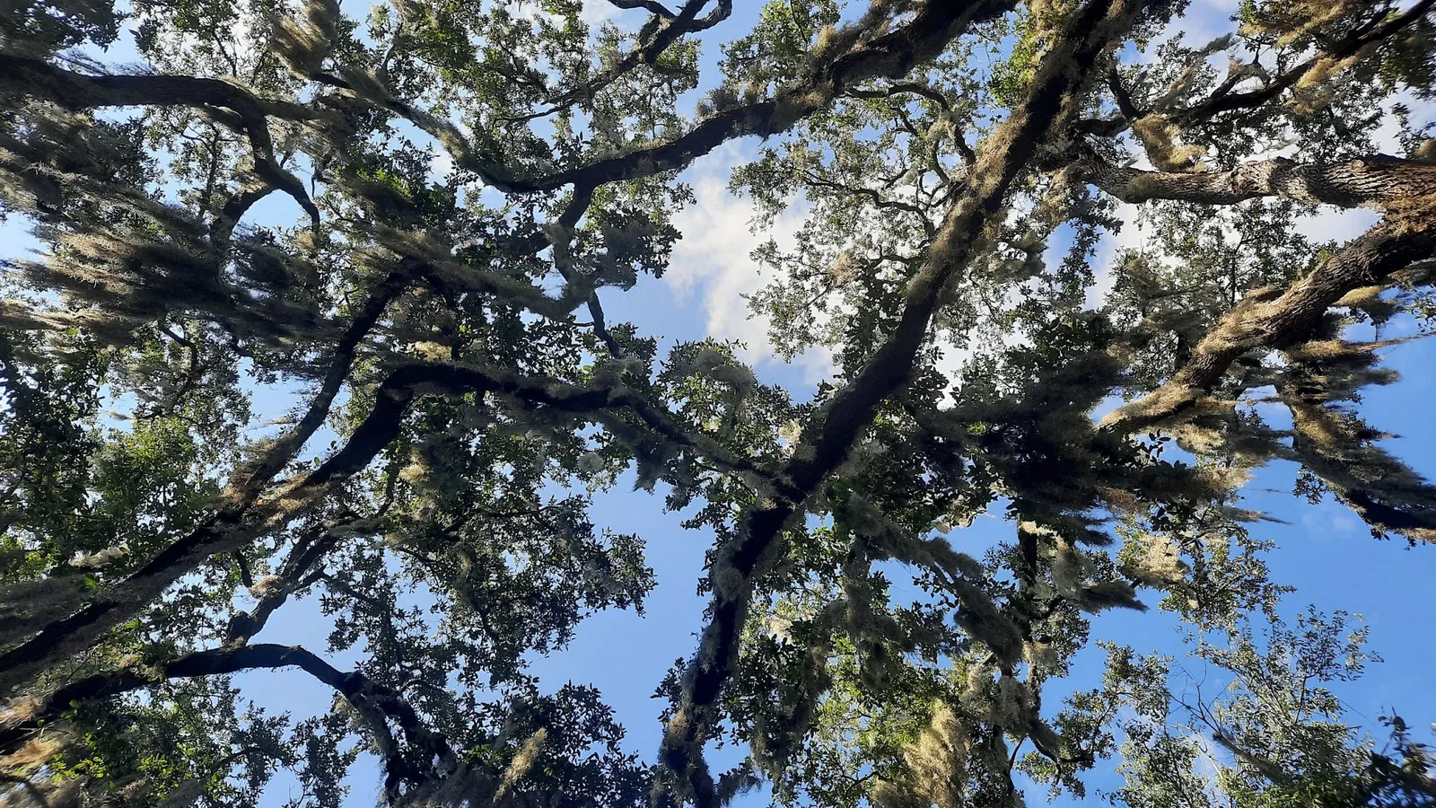 Ponce De Leon's Fountain of Youth Archeological Park