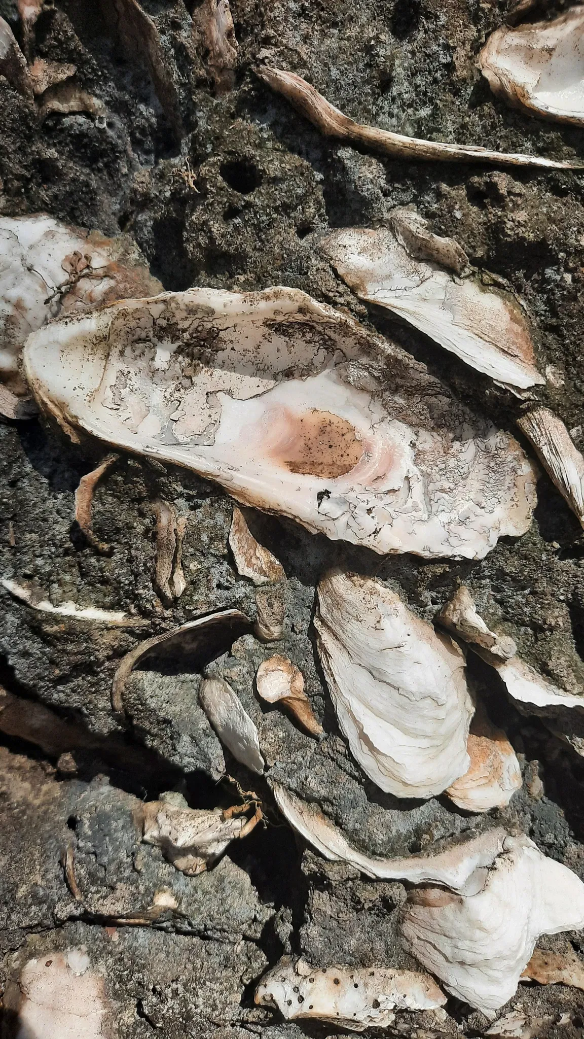 Ponce De Leon's Fountain of Youth Archeological Park