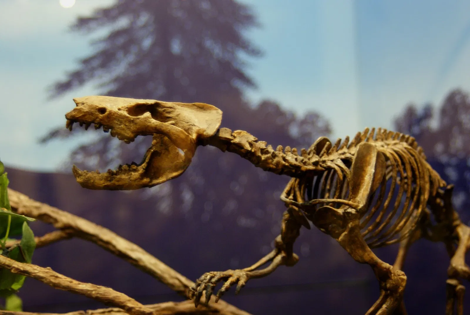 Museum of Texas Tech University