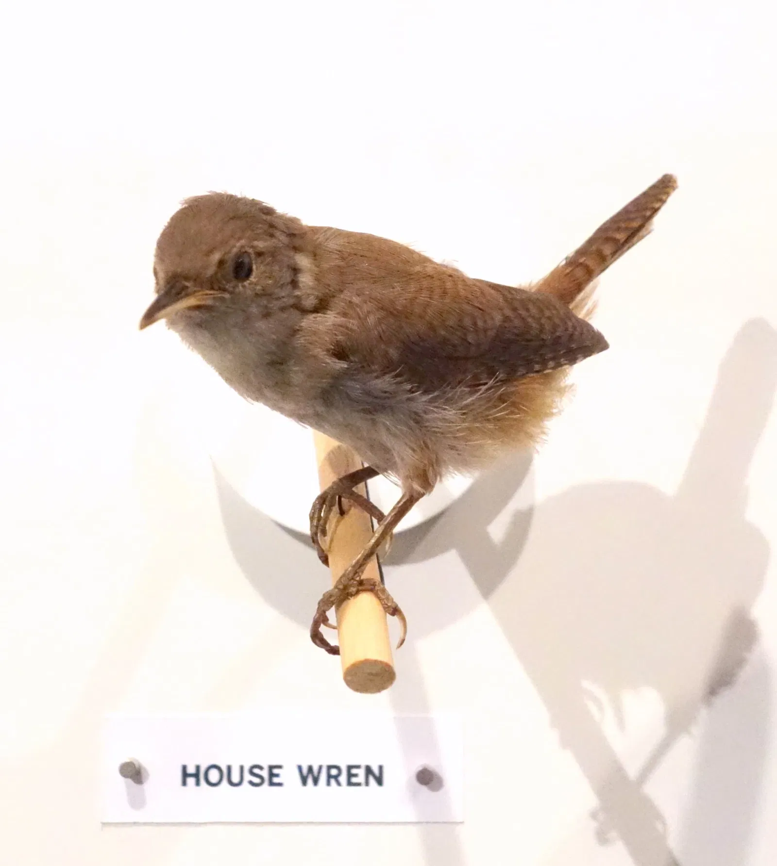 Oakland Museum of California