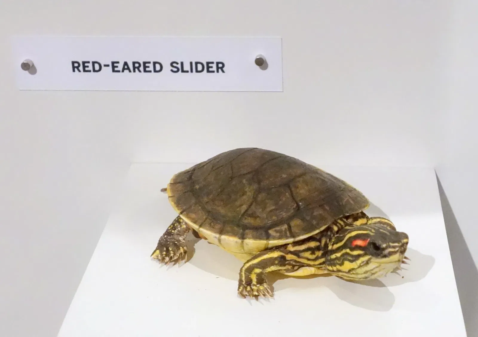 Oakland Museum of California