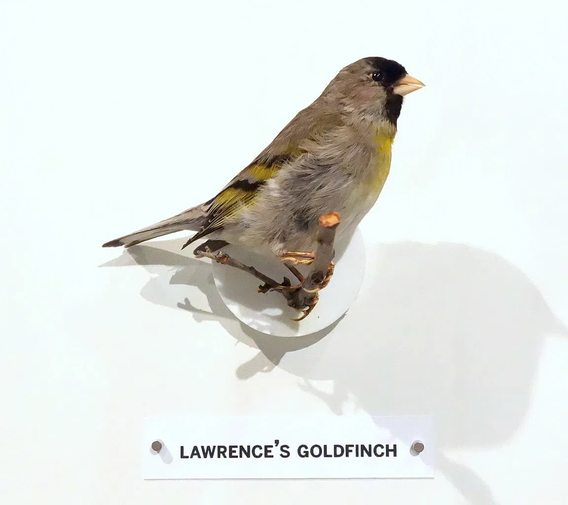 Oakland Museum of California