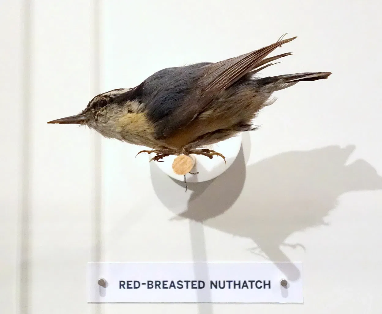 Oakland Museum of California