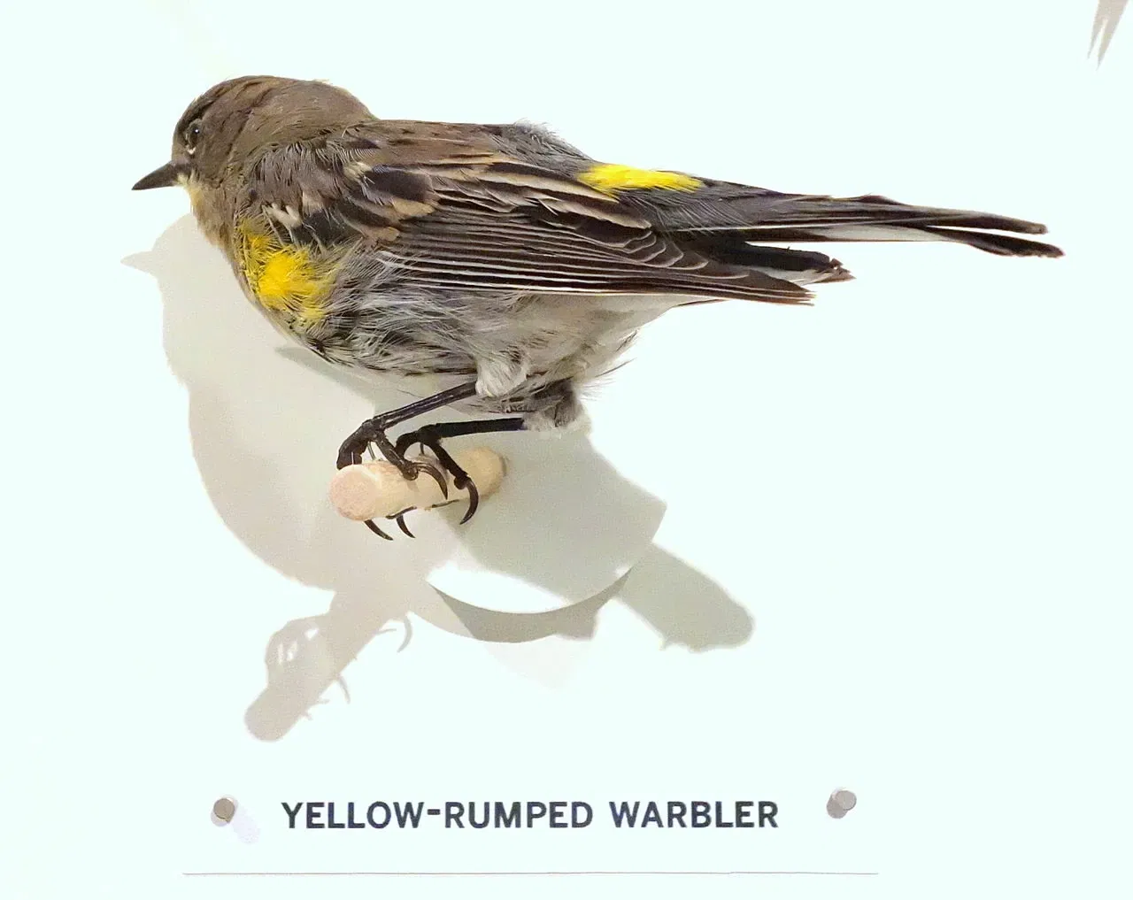 Oakland Museum of California