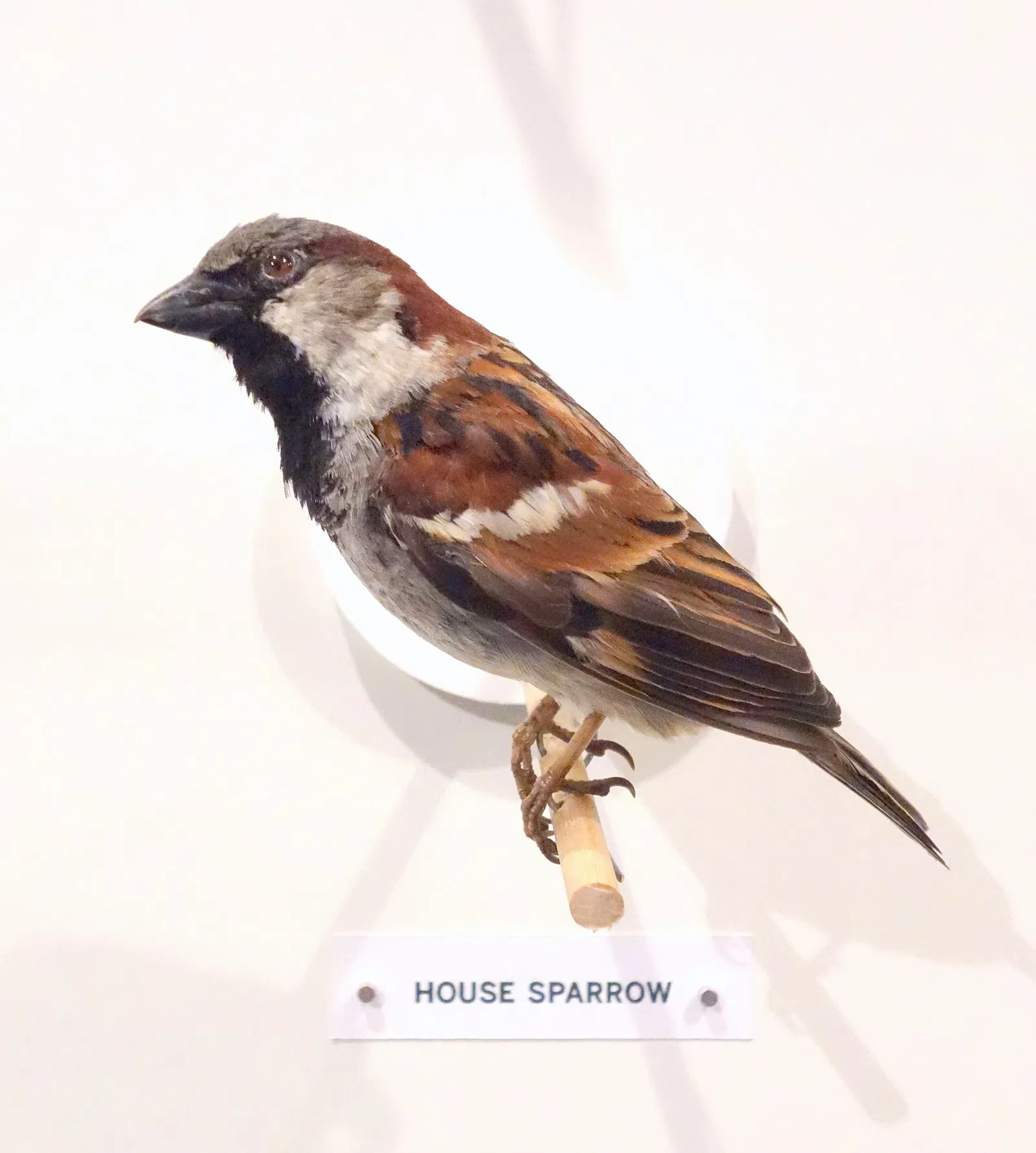 Oakland Museum of California