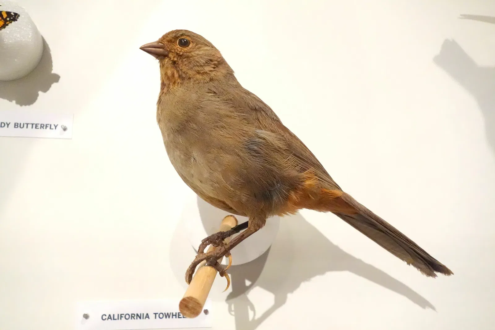 Oakland Museum of California