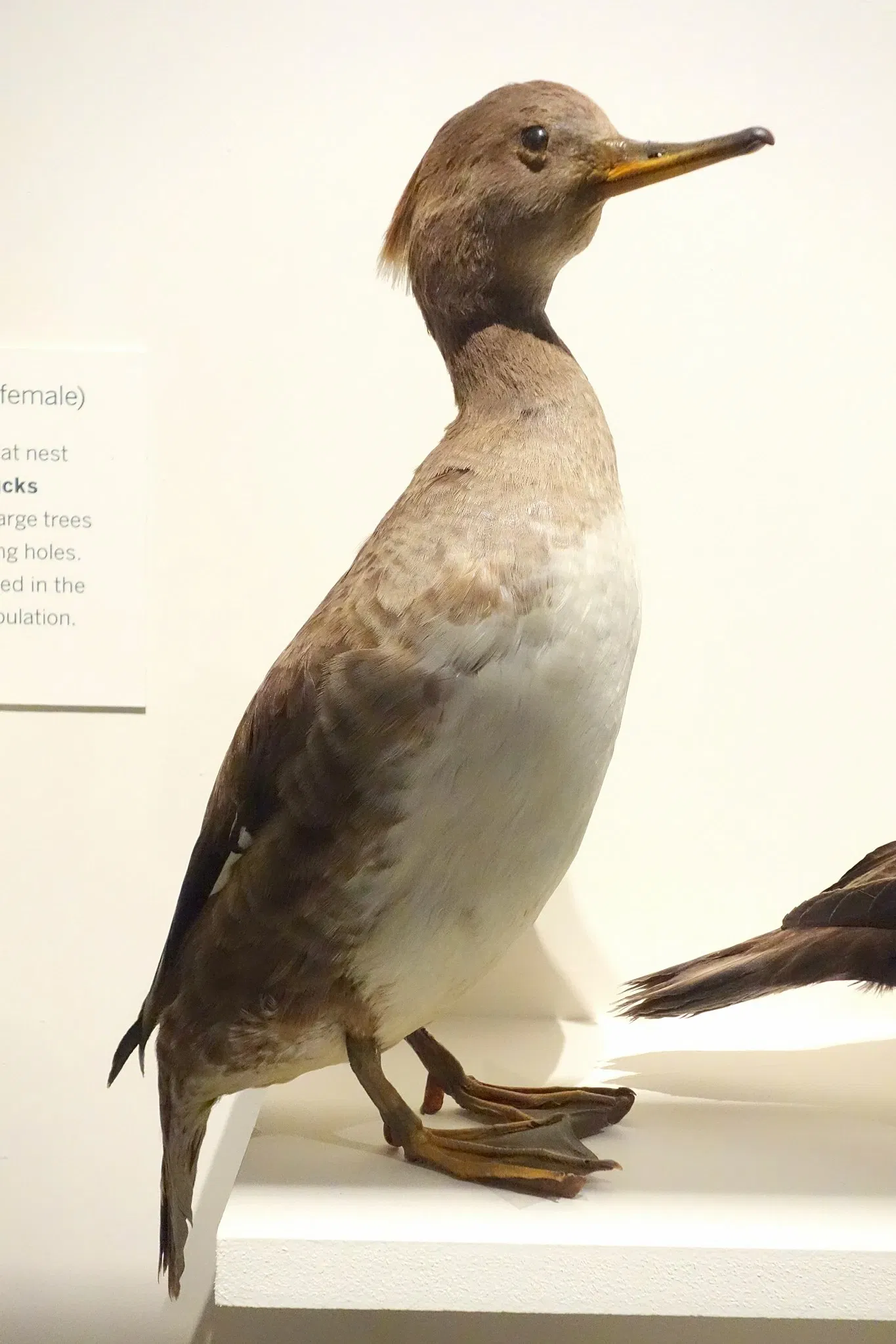 Oakland Museum of California