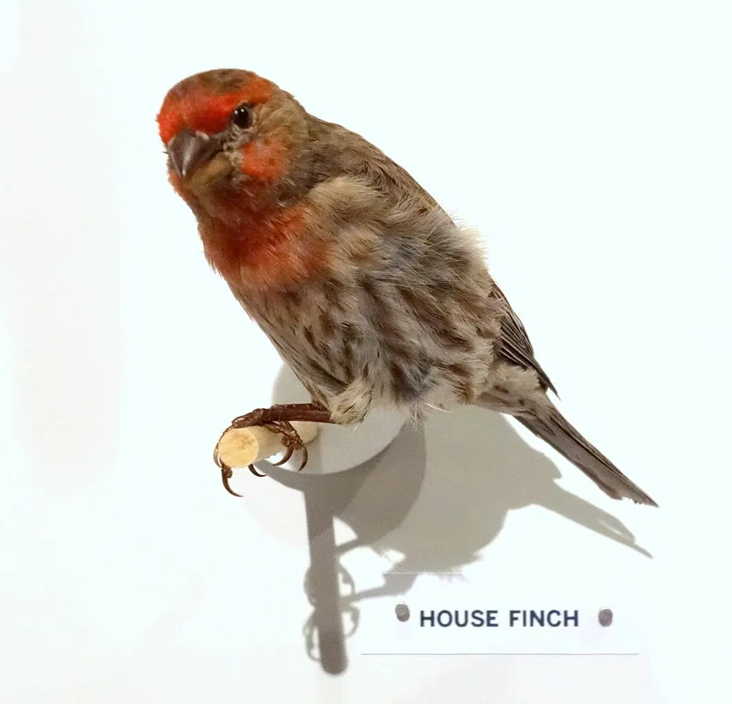 Oakland Museum of California