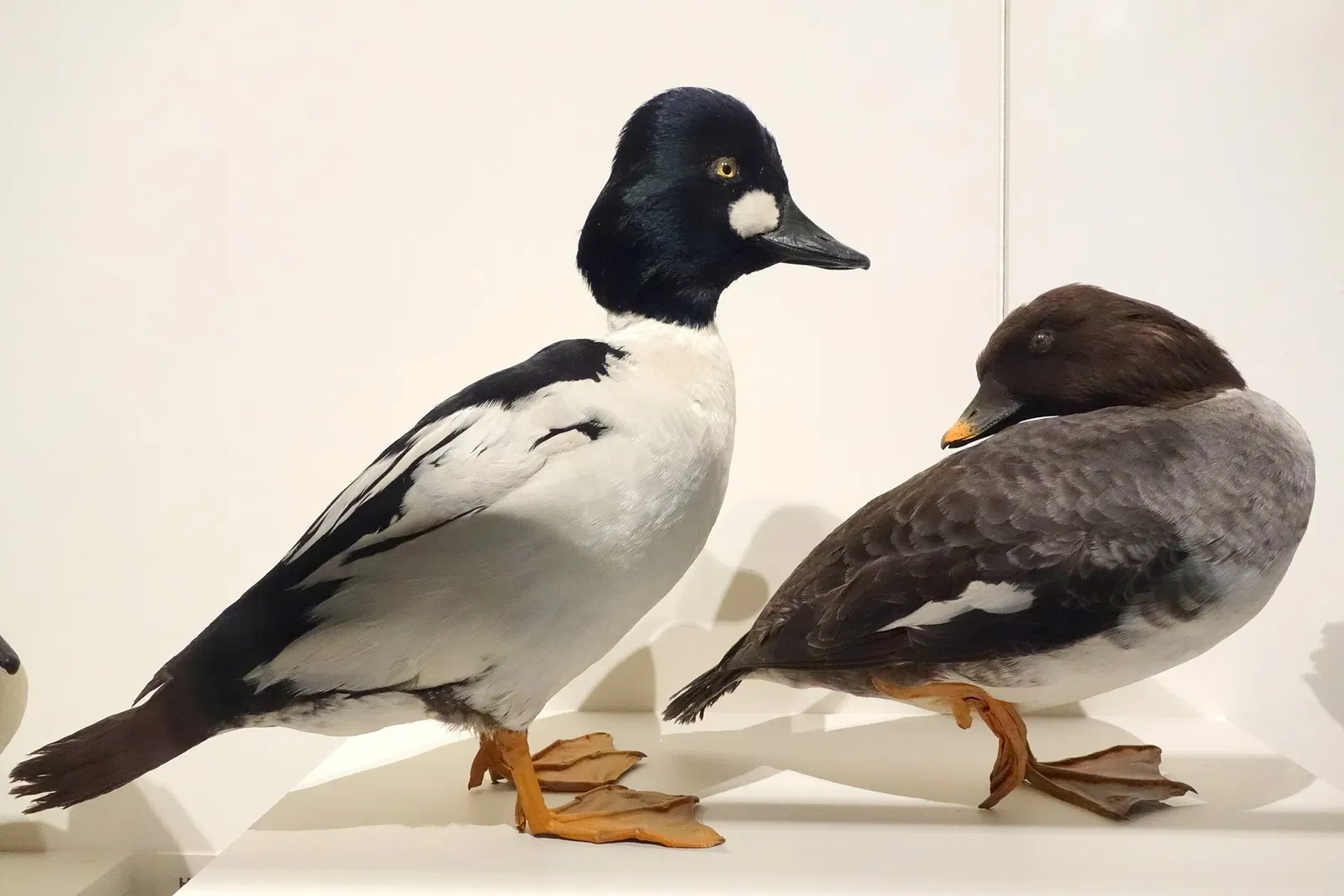 Oakland Museum of California