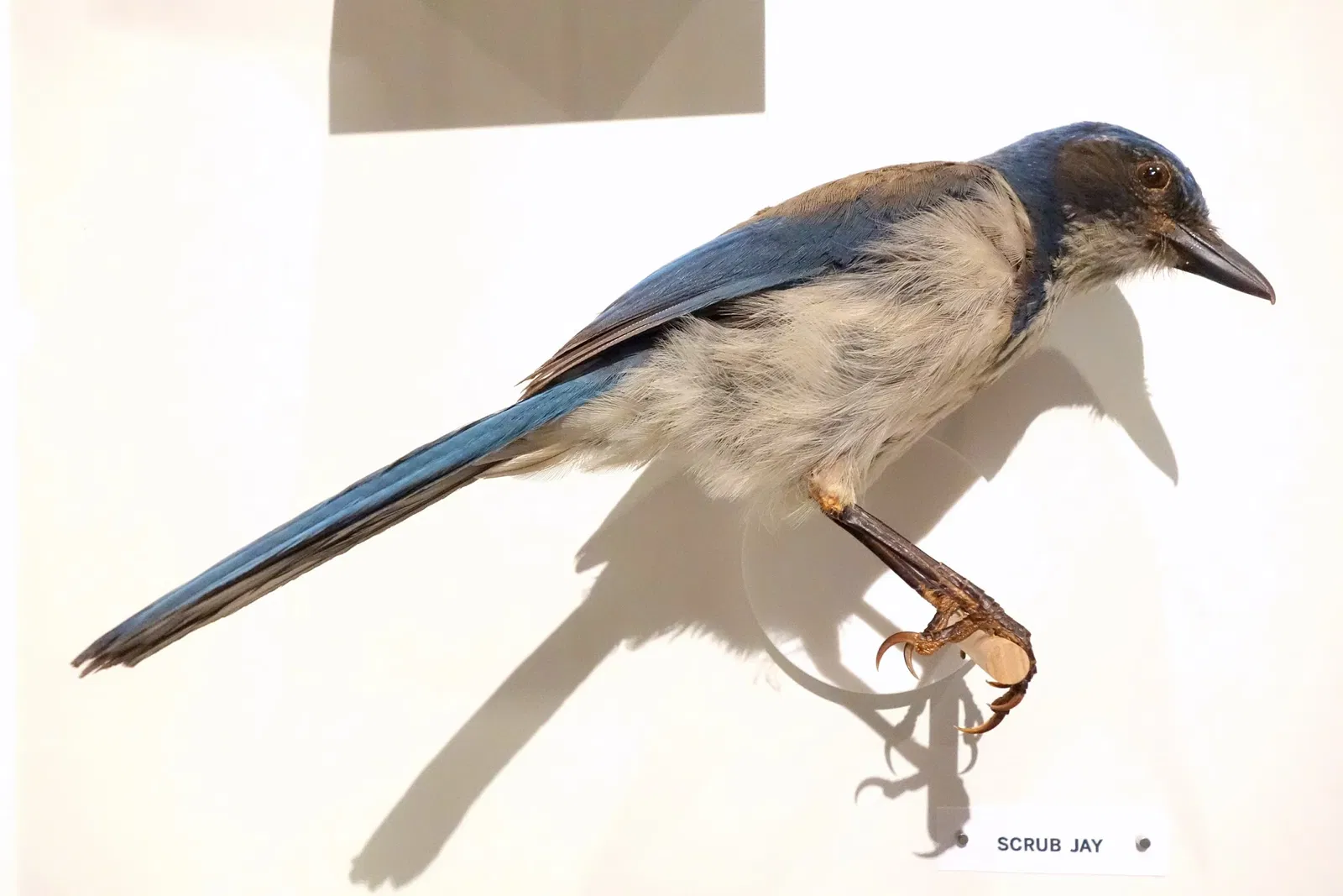 Oakland Museum of California