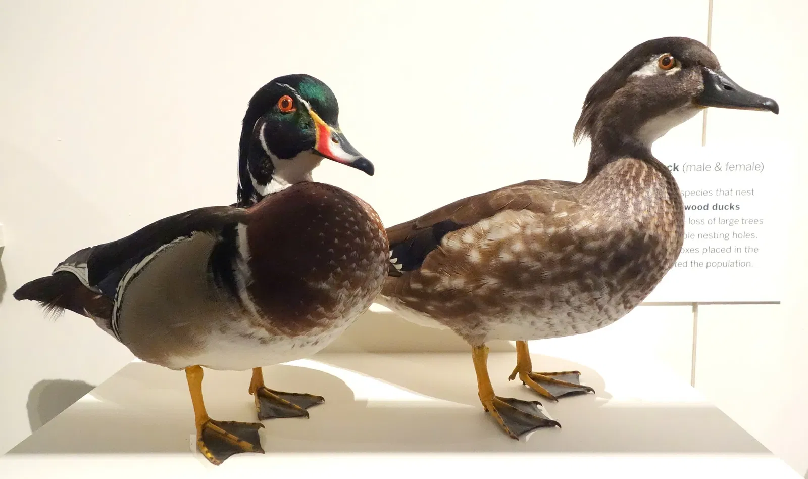 Oakland Museum of California