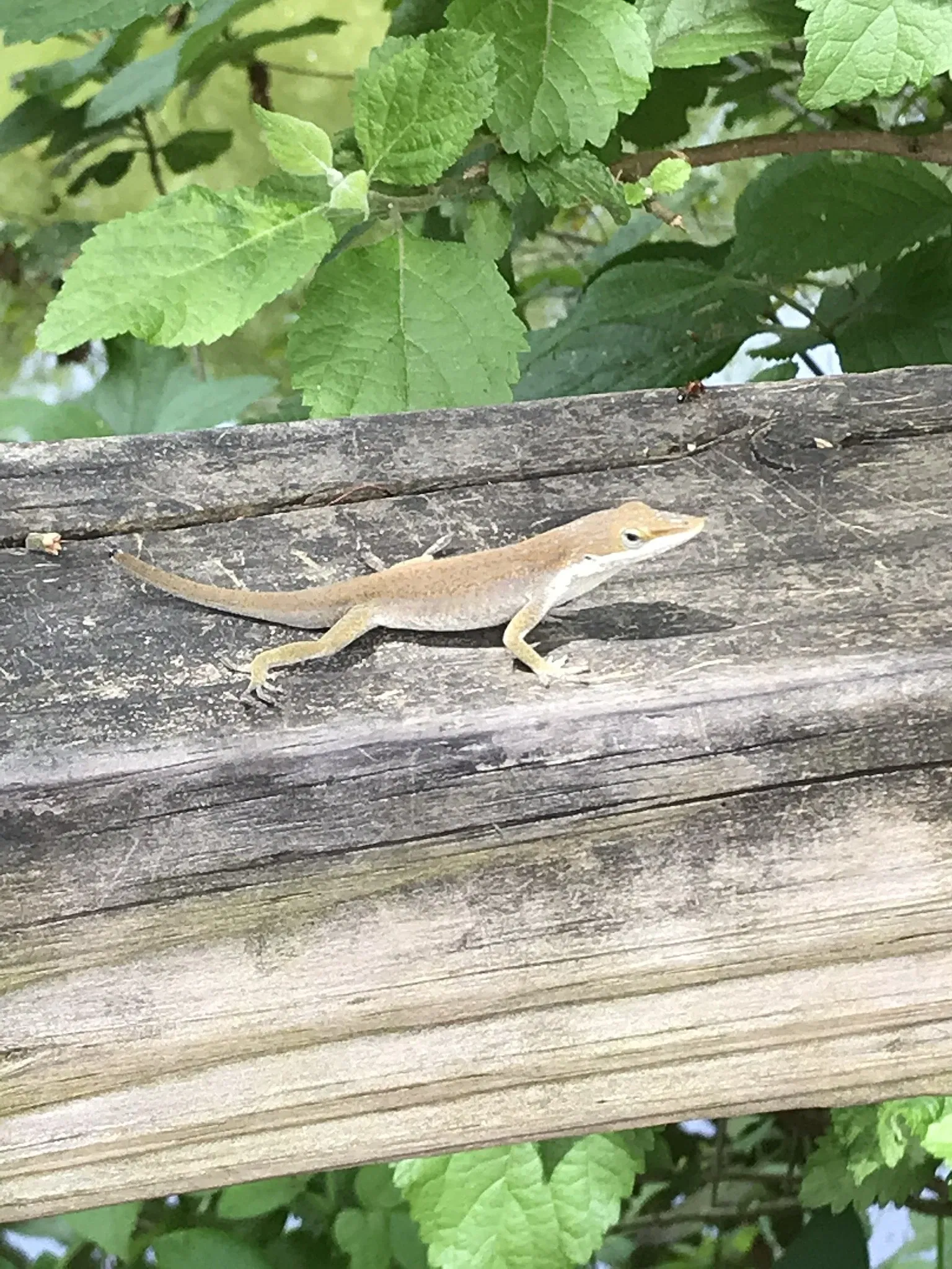 Jacksonville Zoo and Gardens