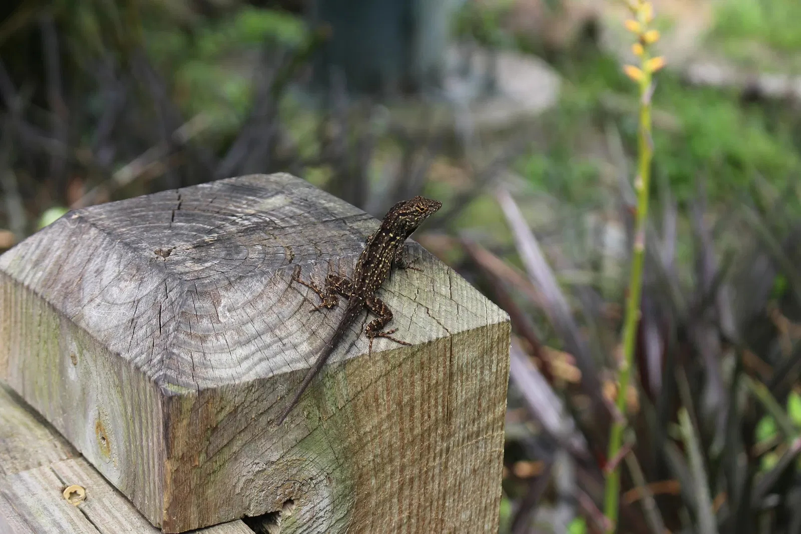 Jacksonville Zoo and Gardens