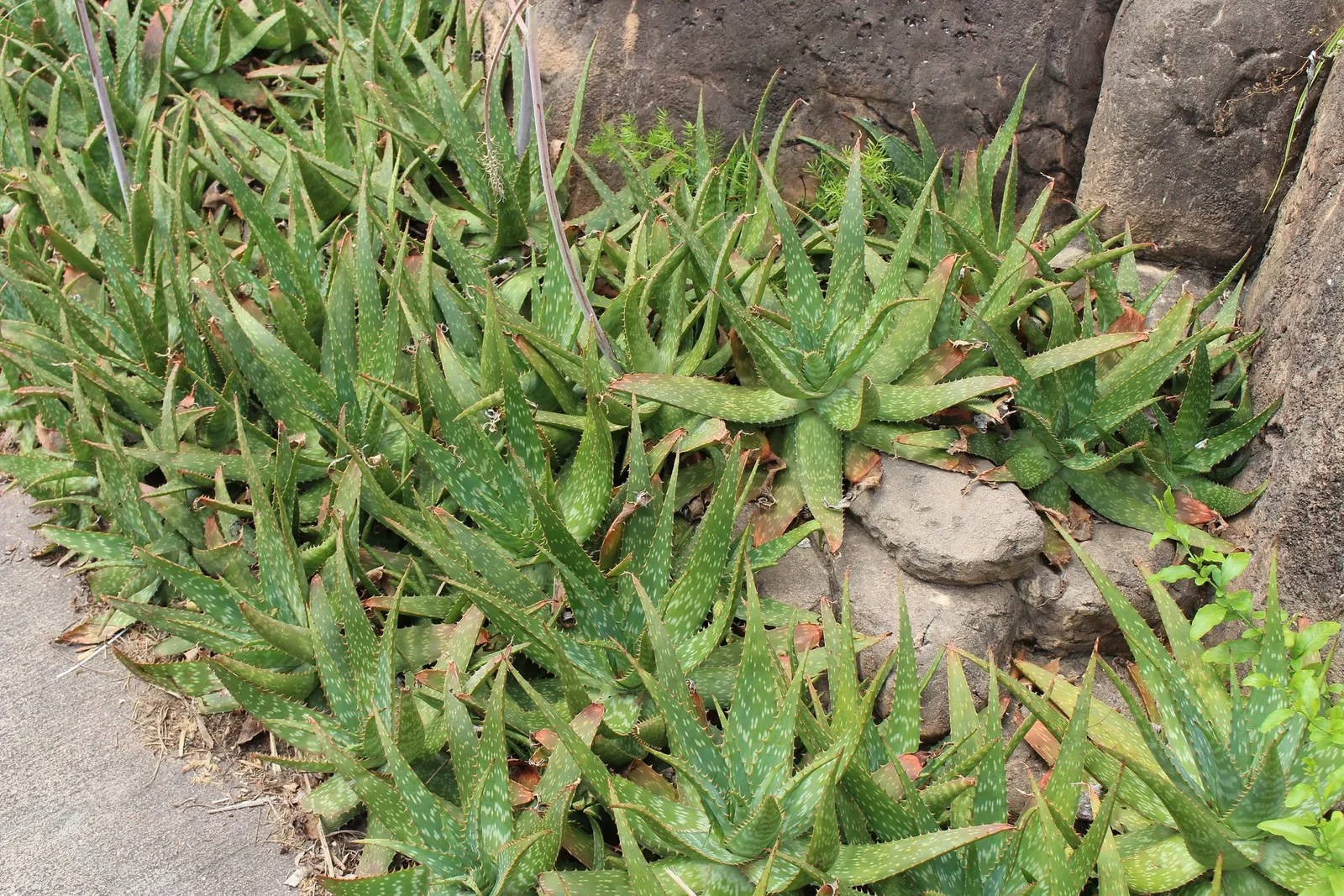 Jacksonville Zoo and Gardens