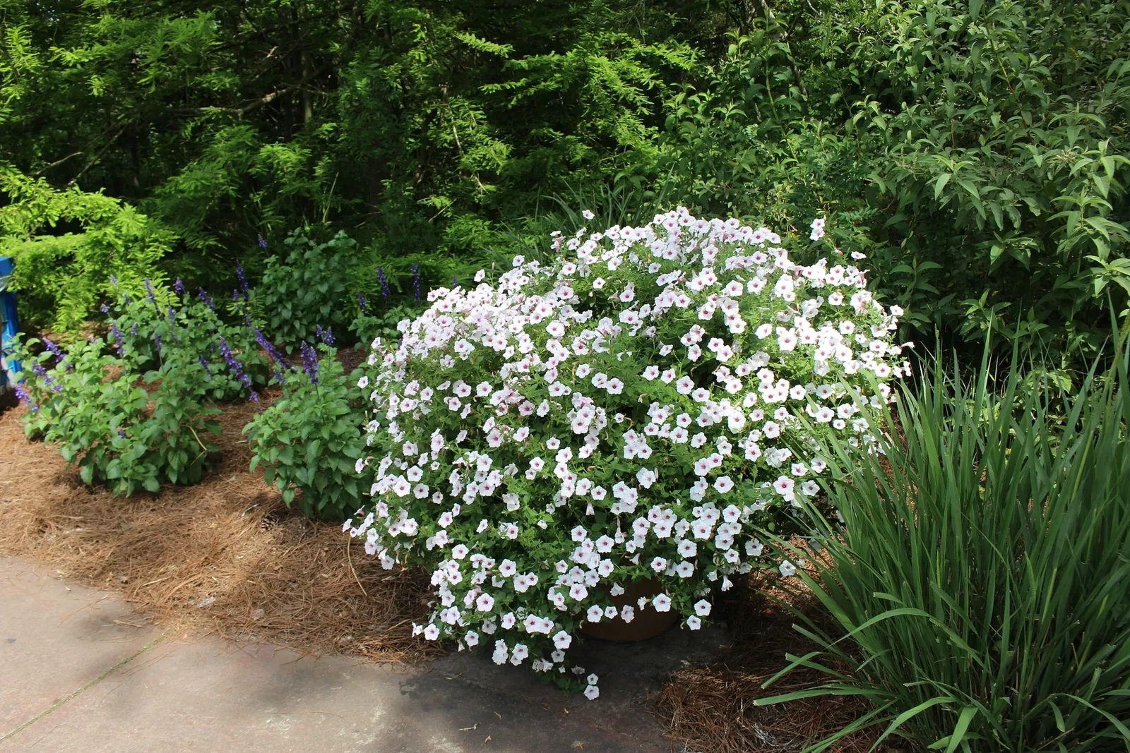 Jacksonville Zoo and Gardens