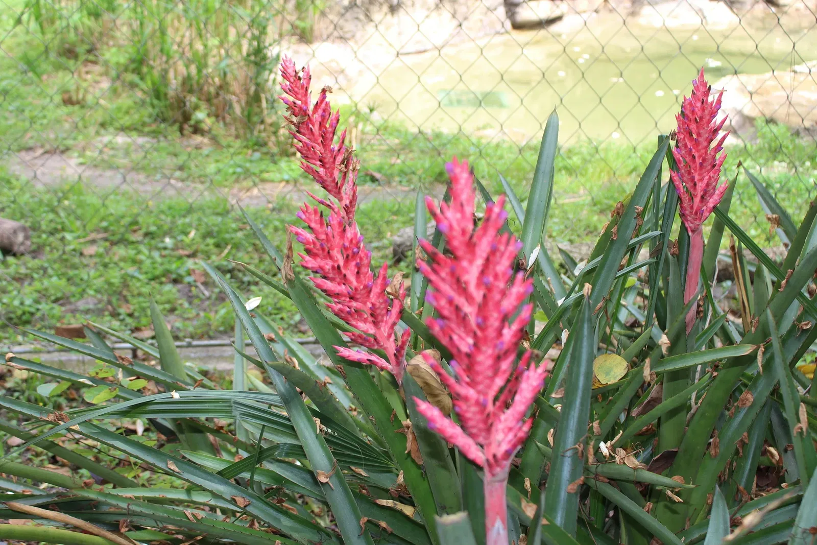 Jacksonville Zoo and Gardens