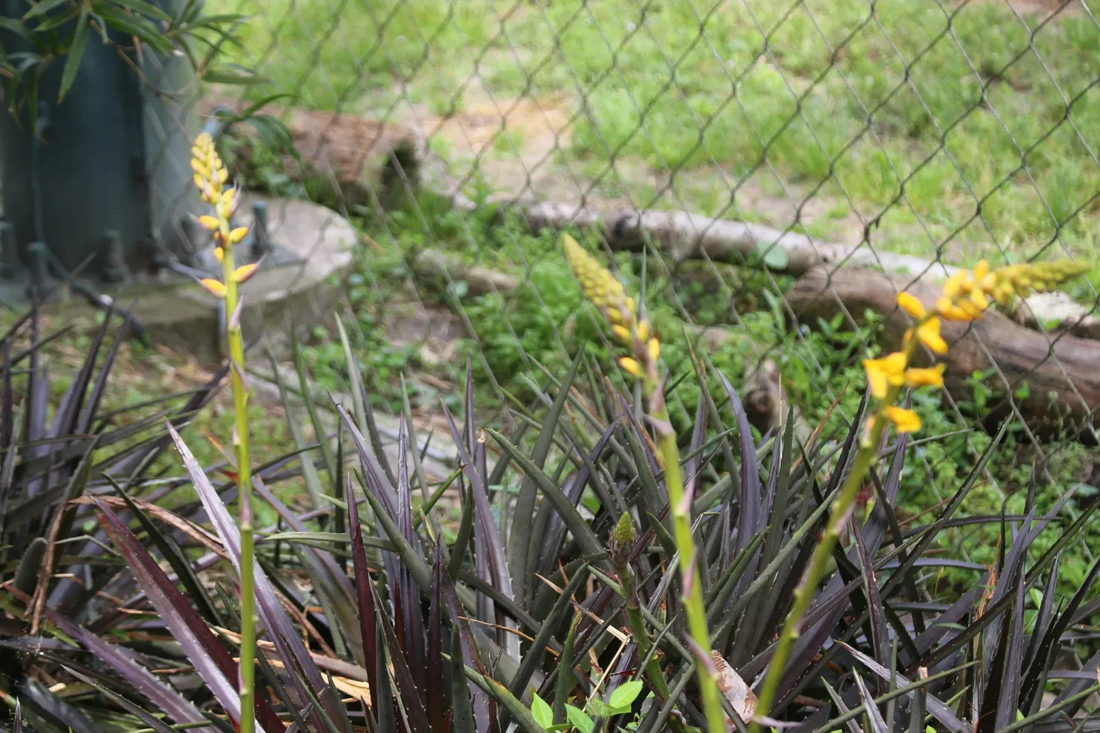 Jacksonville Zoo and Gardens