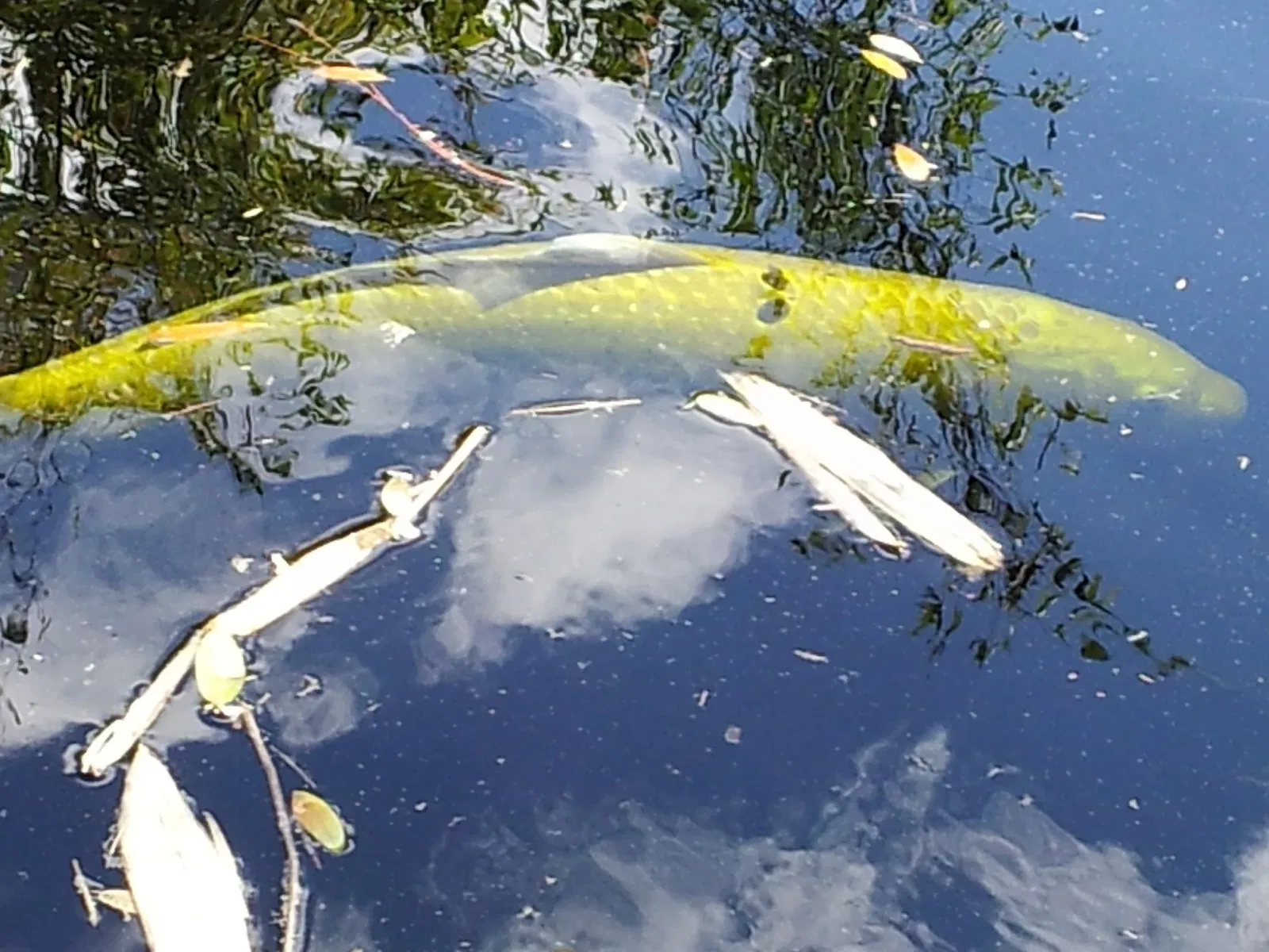 Jacksonville Zoo and Gardens