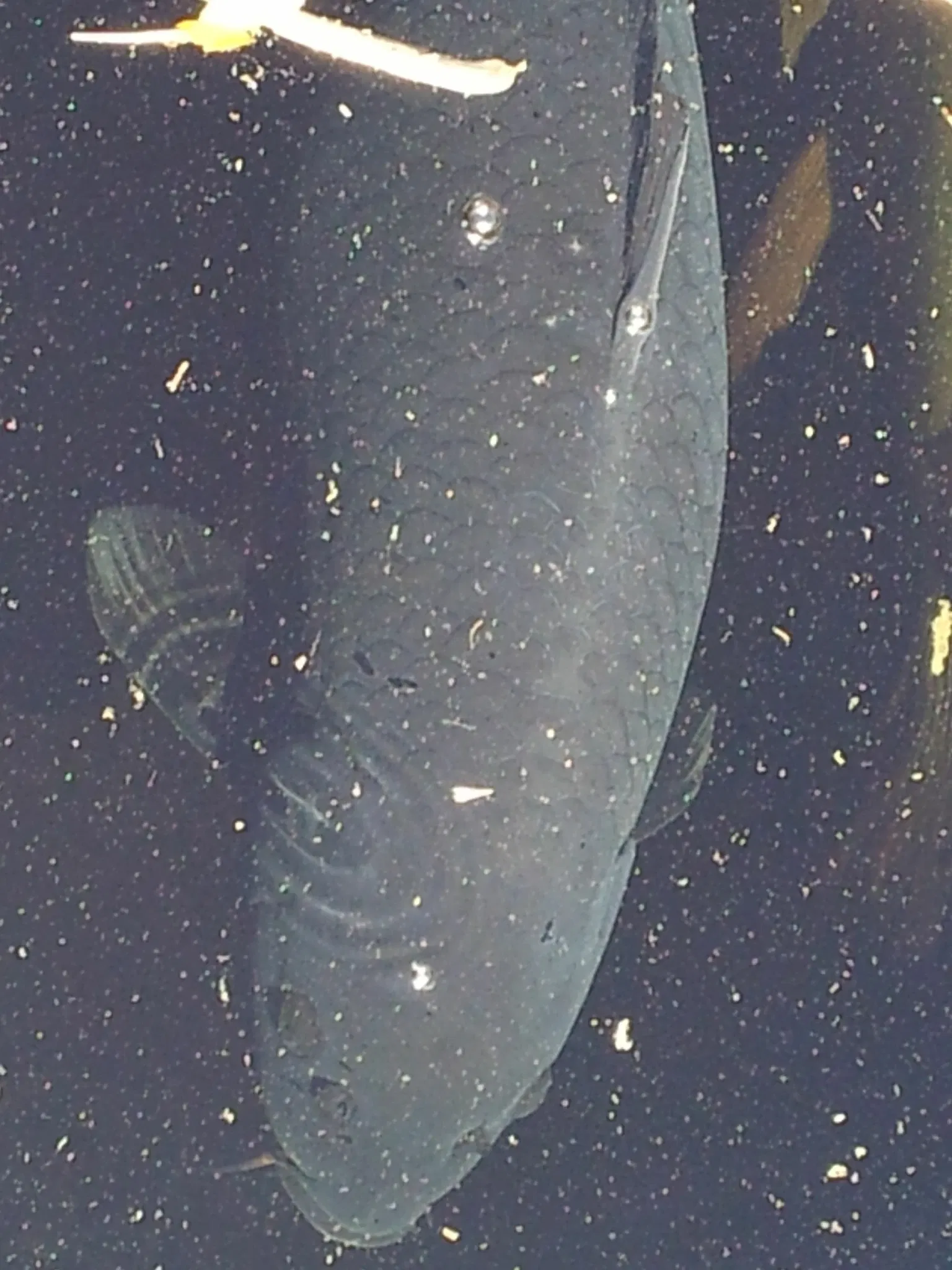 Jacksonville Zoo and Gardens