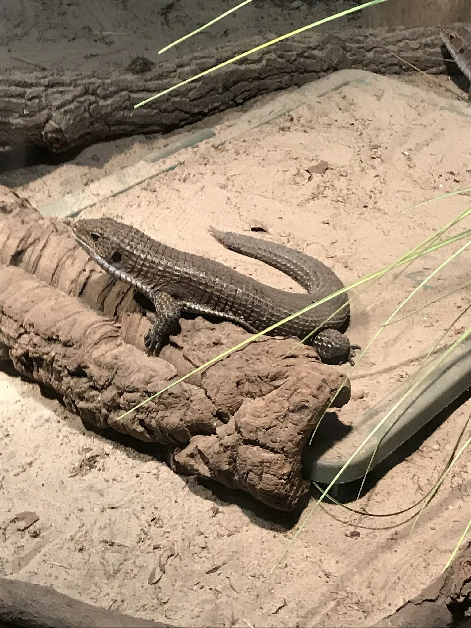 Jacksonville Zoo and Gardens