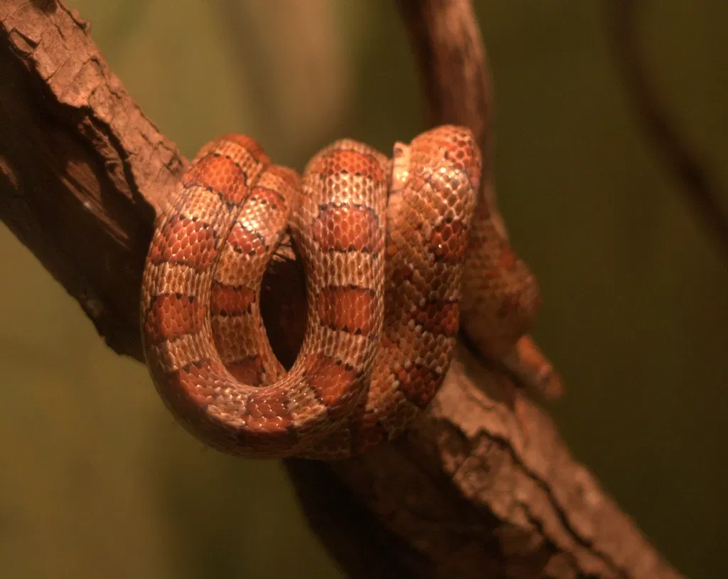 Jacksonville Zoo and Gardens