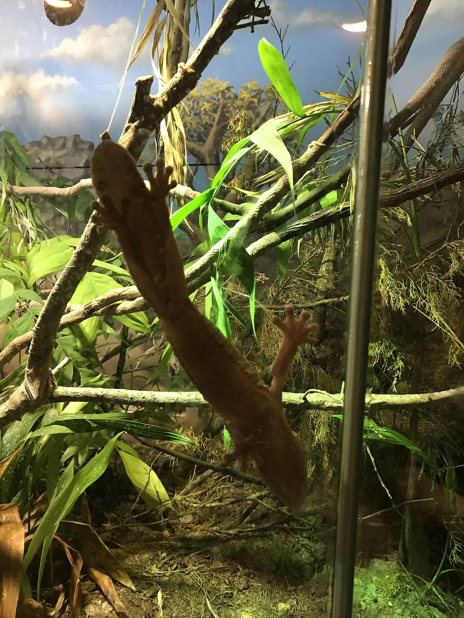 Jacksonville Zoo and Gardens