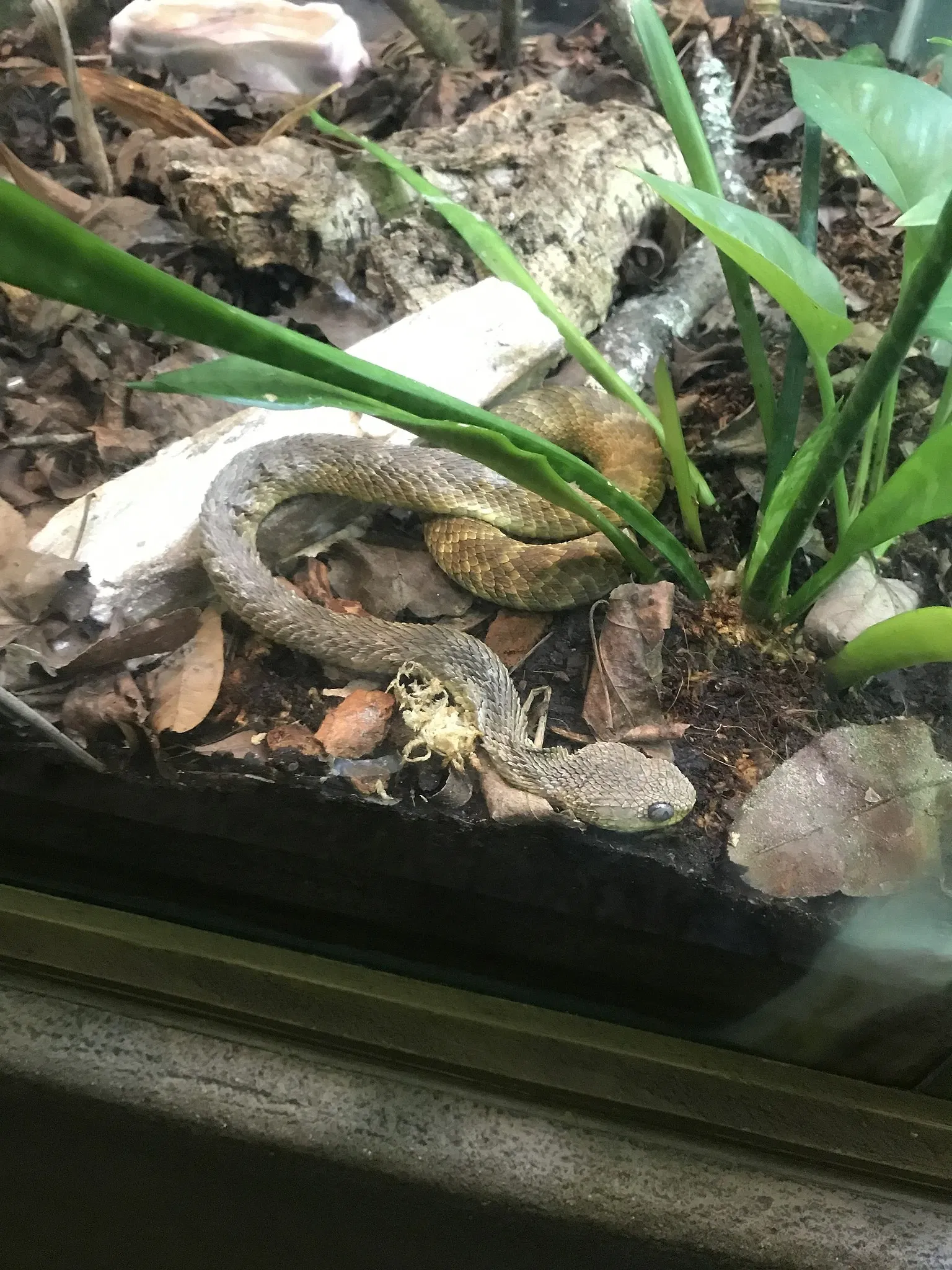 Jacksonville Zoo and Gardens