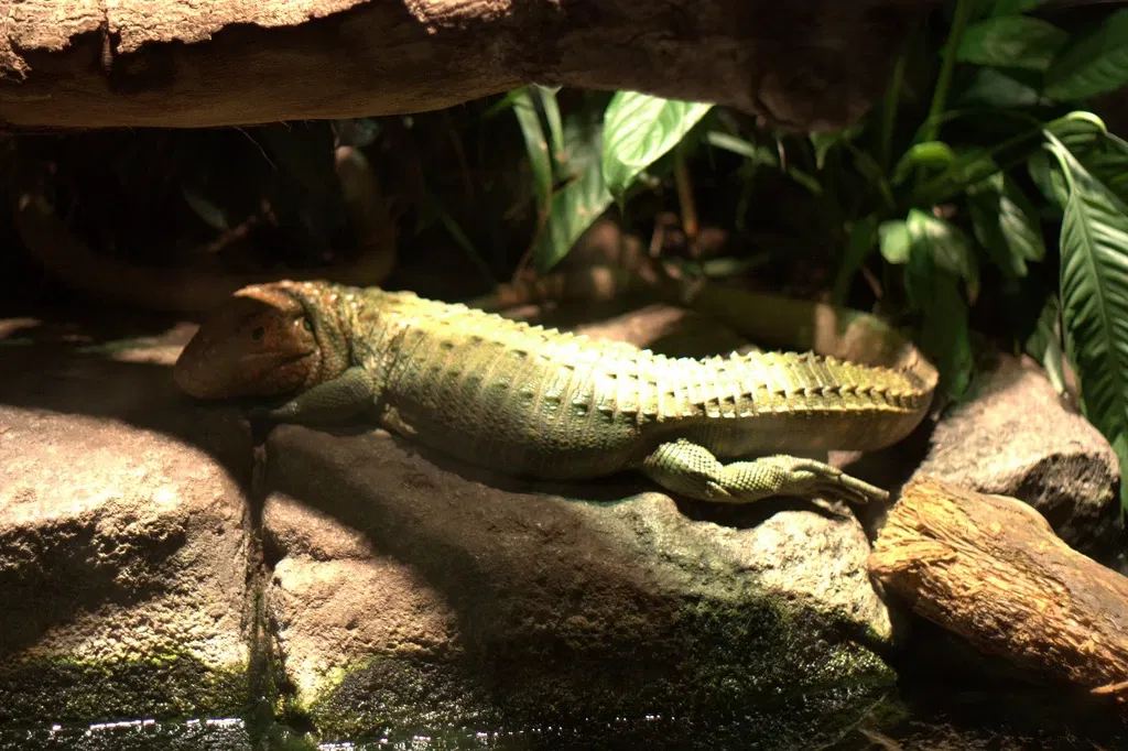 Jacksonville Zoo and Gardens