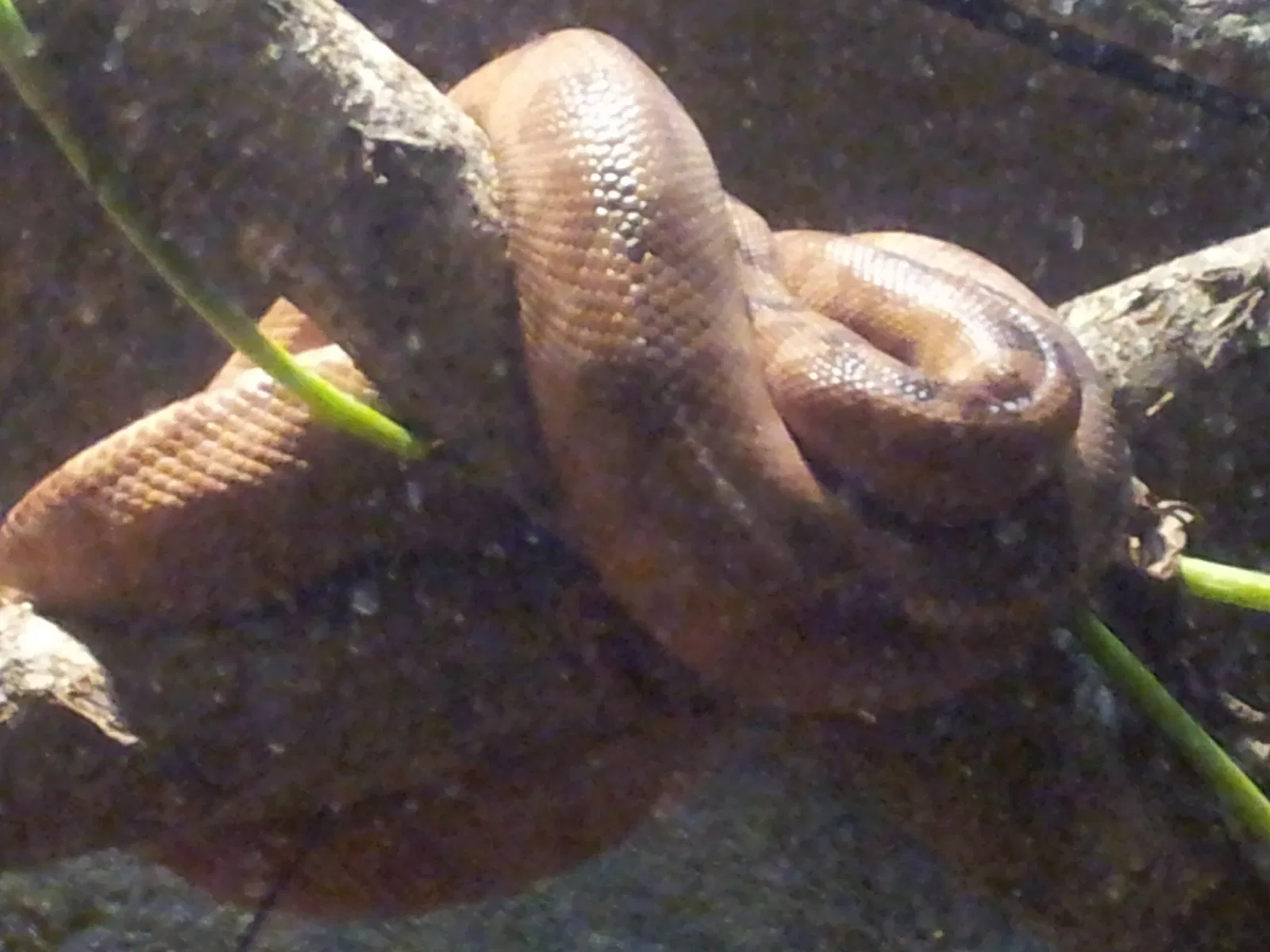 Jacksonville Zoo and Gardens