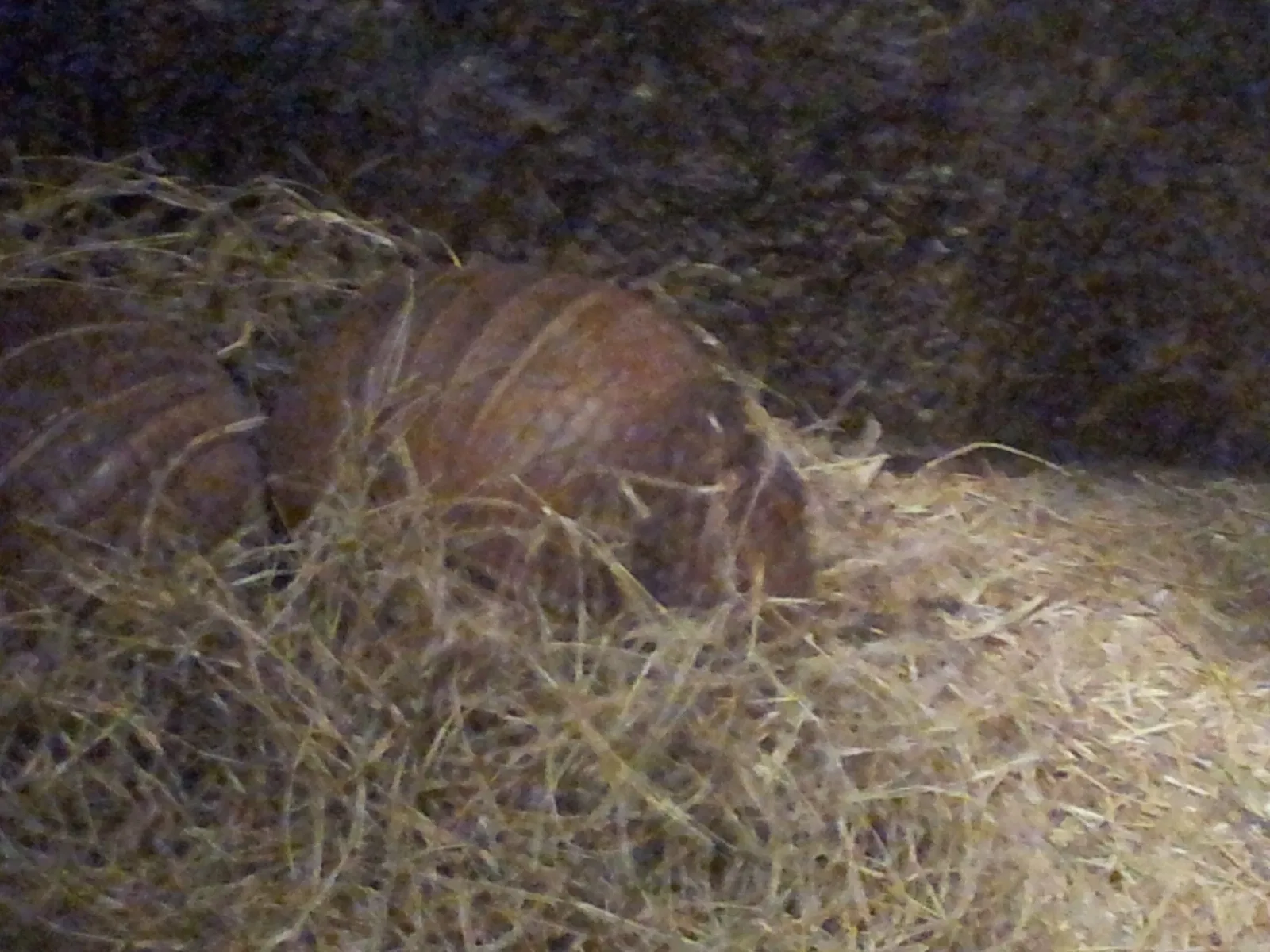 Jacksonville Zoo and Gardens