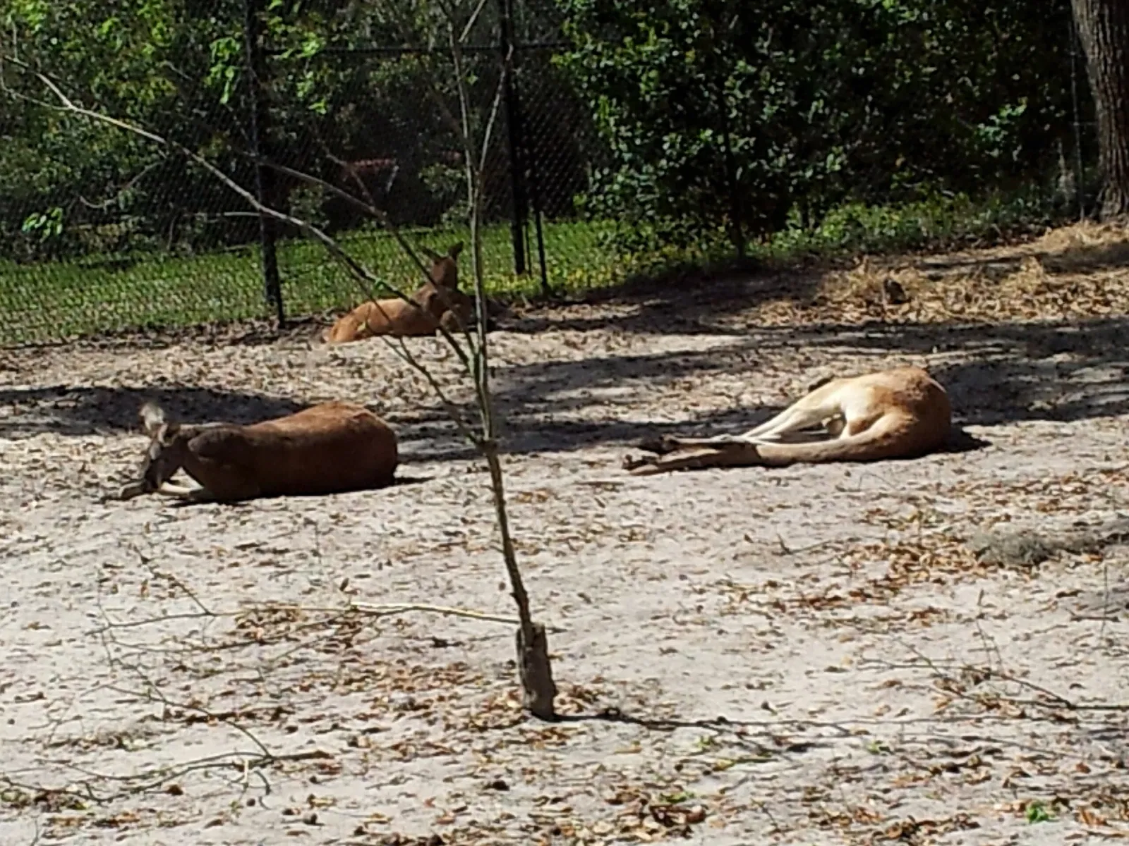 Jacksonville Zoo and Gardens