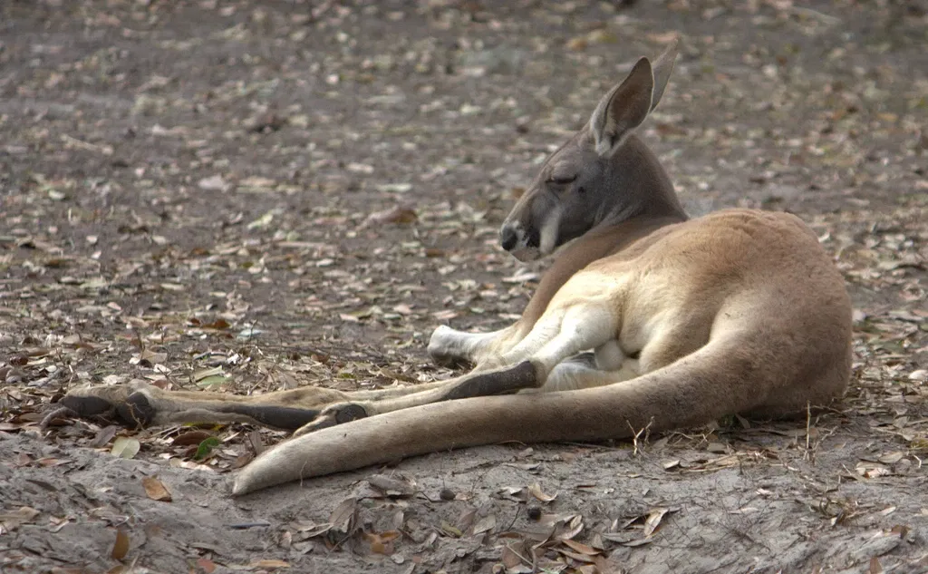 Jacksonville Zoo and Gardens