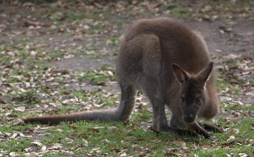 Jacksonville Zoo and Gardens