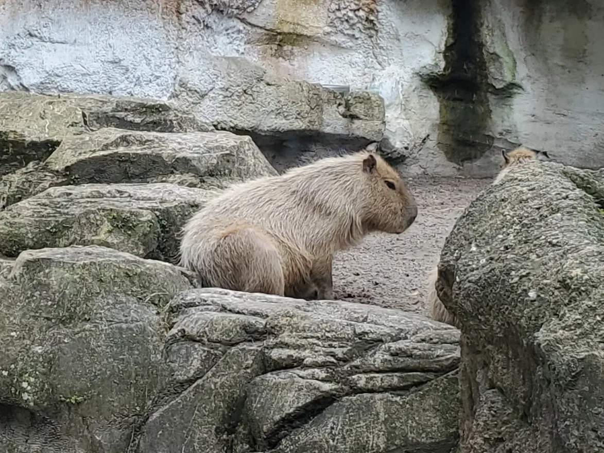 Jacksonville Zoo and Gardens